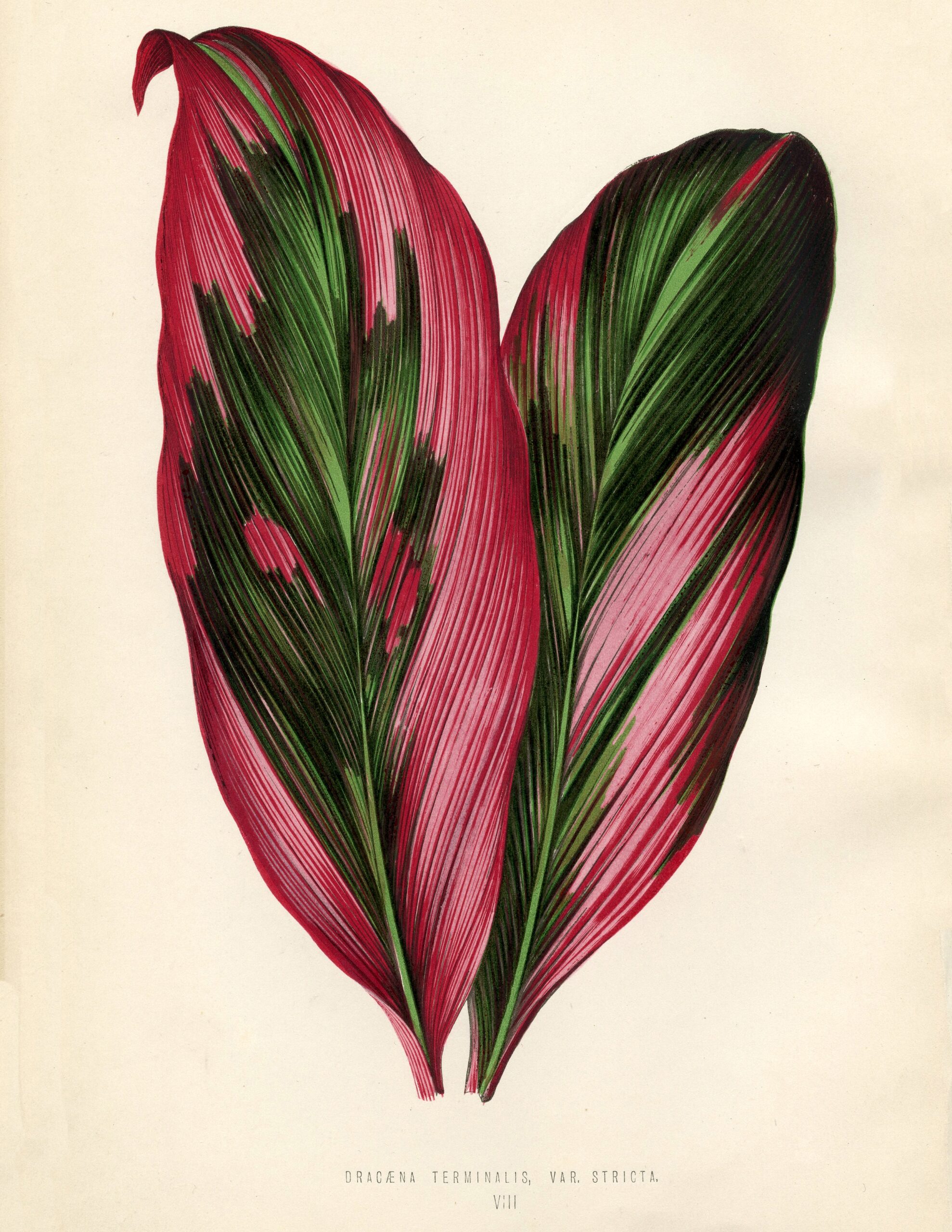 11 Free Tropical Leaves Drawings The Graphics Fairy