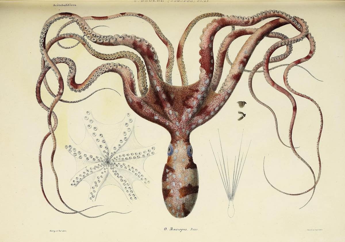 12 Incredible Historical Illustrations Of Ocean Animals Ocean Conservancy