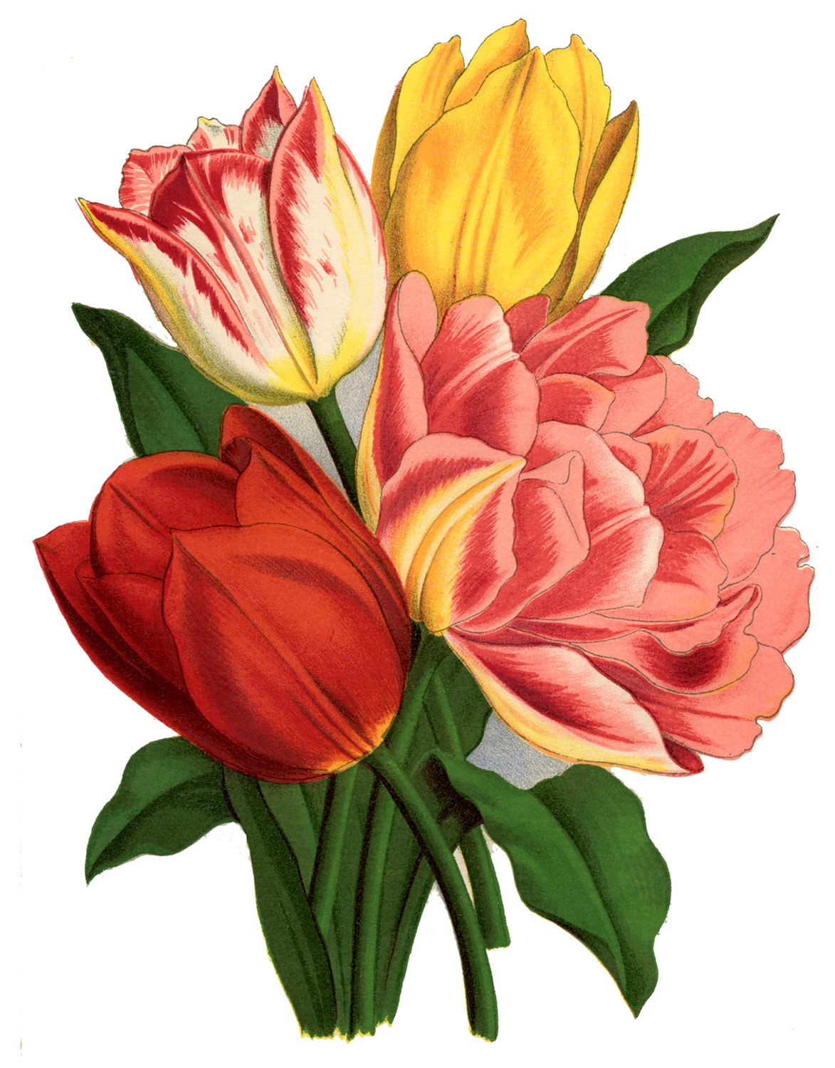 16 Tulip Images The Graphics Fairy