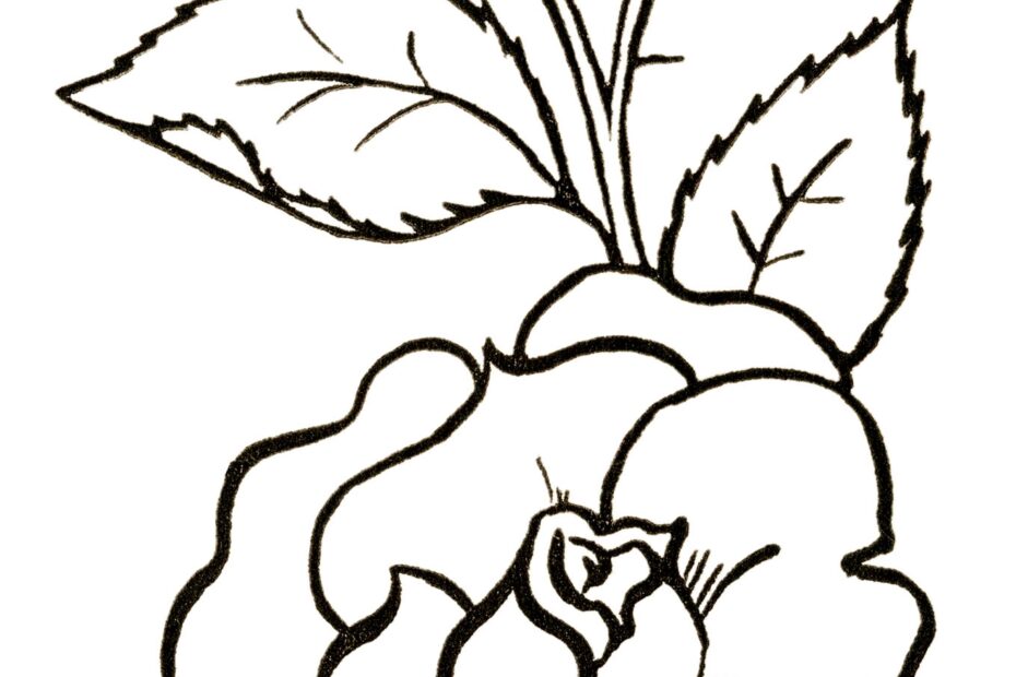 24 Flower Clipart Black And White The Graphics Fairy