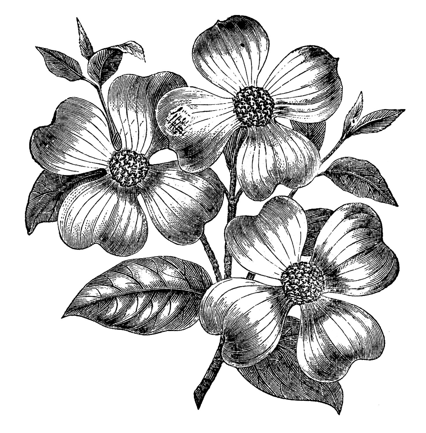 24 Flower Clipart Black And White The Graphics Fairy