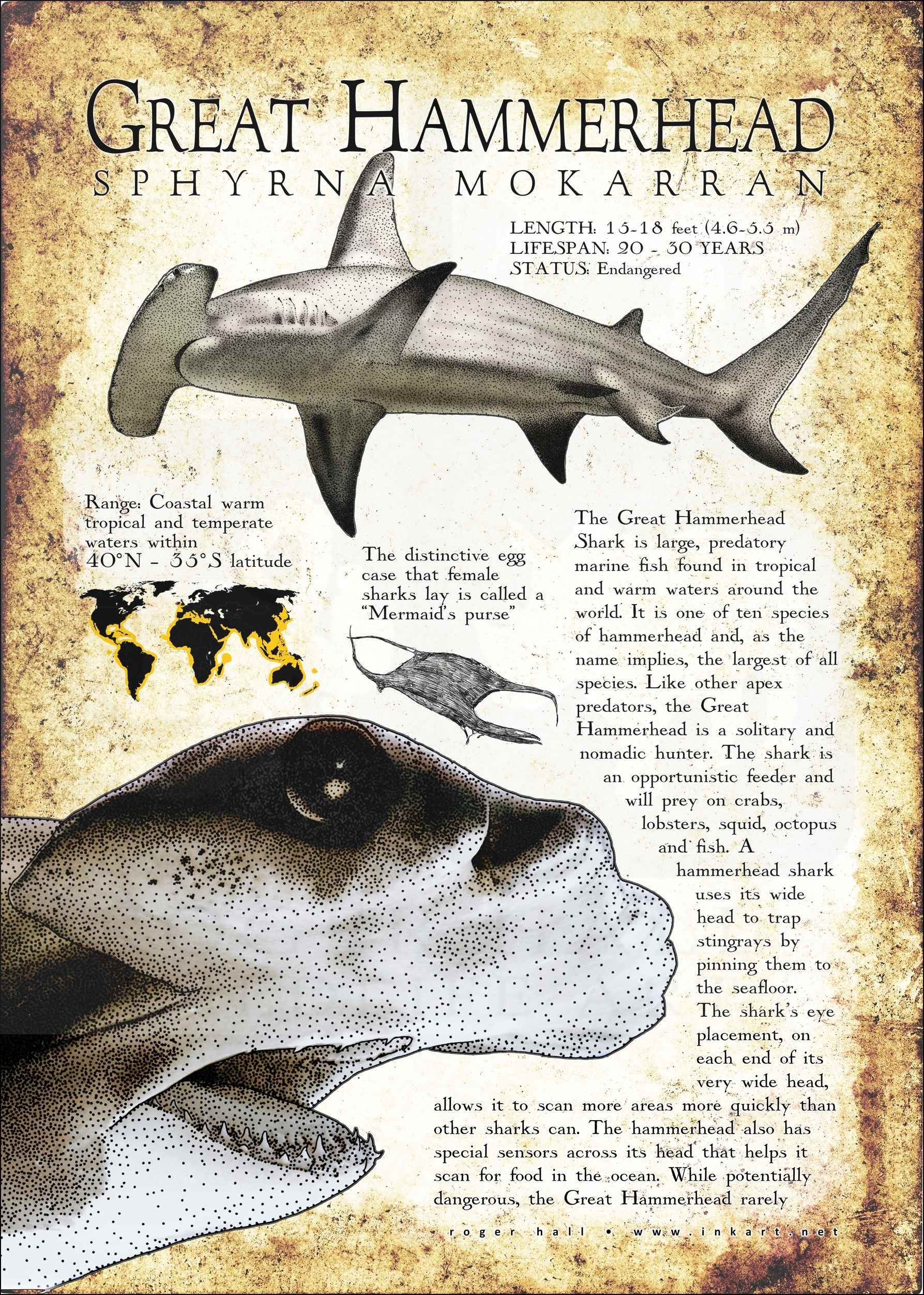 24 Illustrations Of Sharks Ideas In 2025 Species Of Sharks Shark 