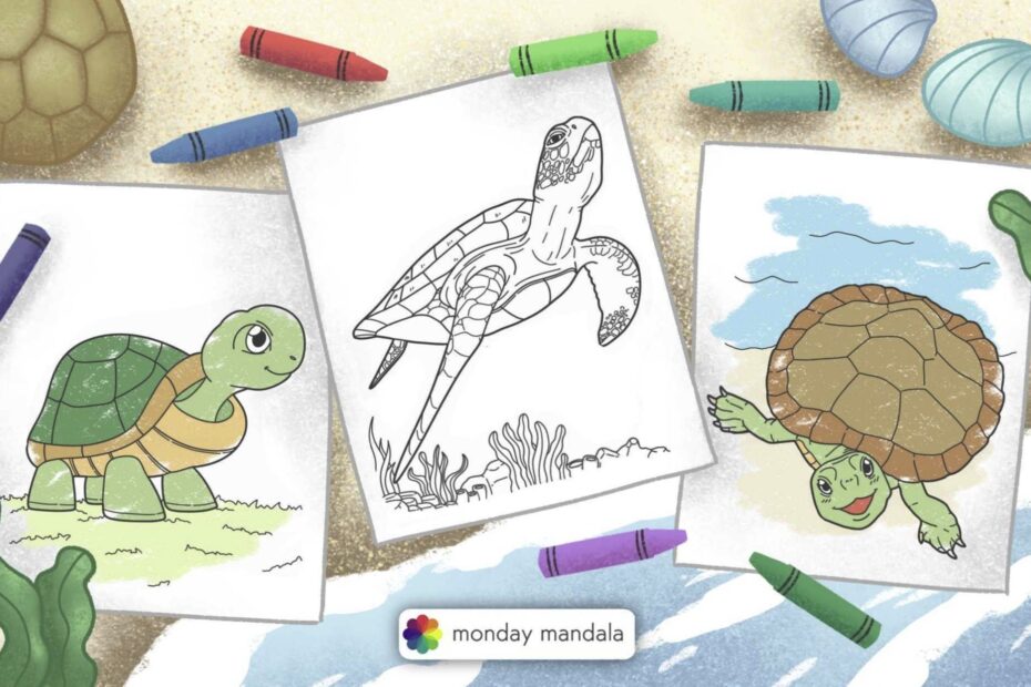 36 Turtle Coloring Pages Free PDF Printables