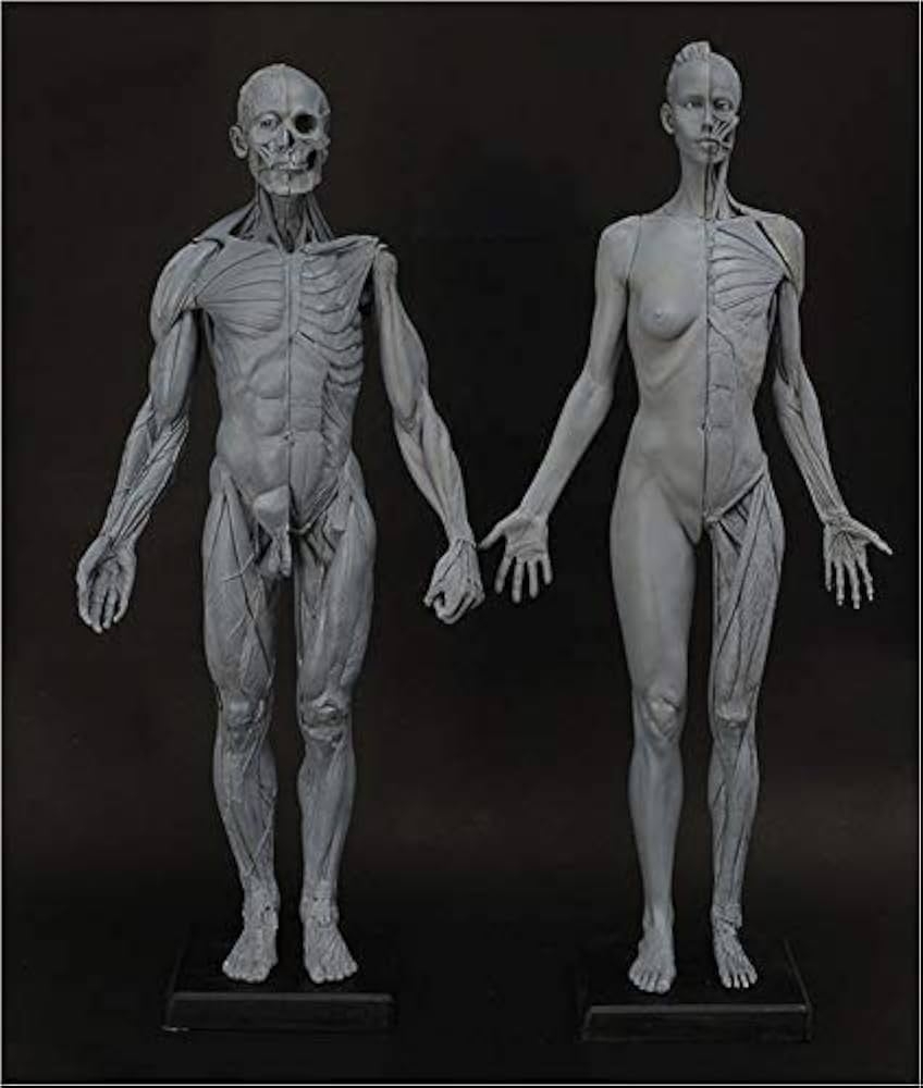 60Cm Male And Female Anatomical Figure Figure 23 6 Inch Human Muscle Skeleton Anatomical Model Figure Mannequin Drawing Reference For Artist And School Education 2Pcs Amazon co uk Business Industry U0026 Science