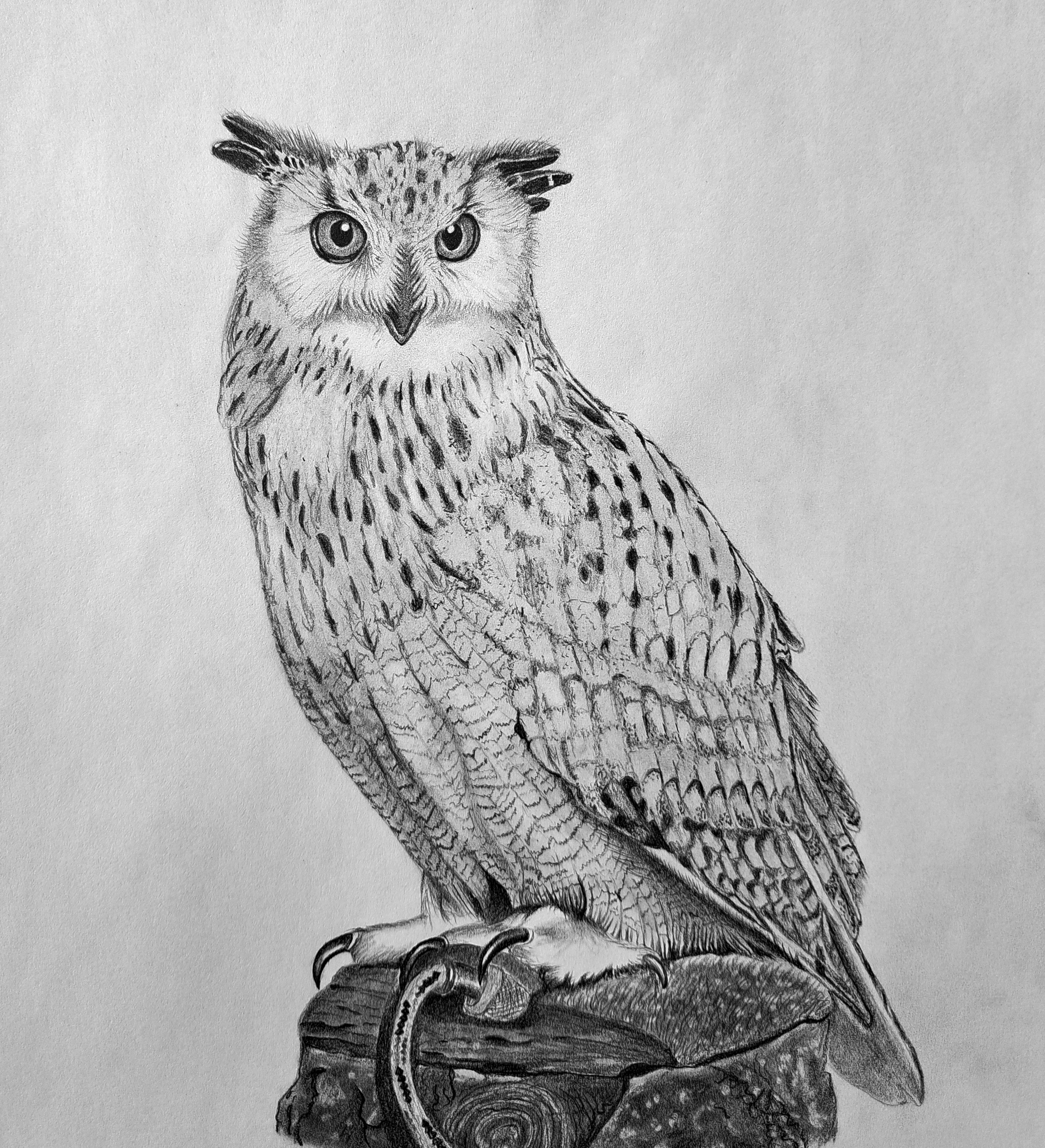 7 Steps On How To Draw An Owl With Realism Muus Art