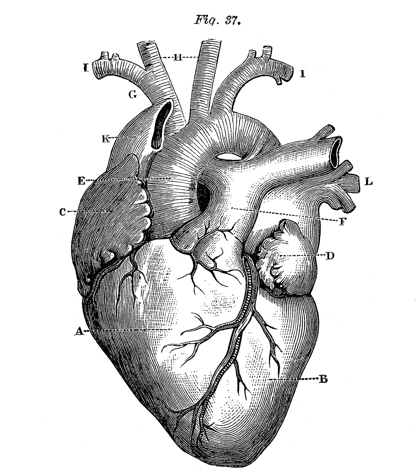 heart drawing
