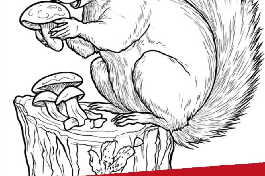 9 Squirrel Coloring Page The Graphics Fairy