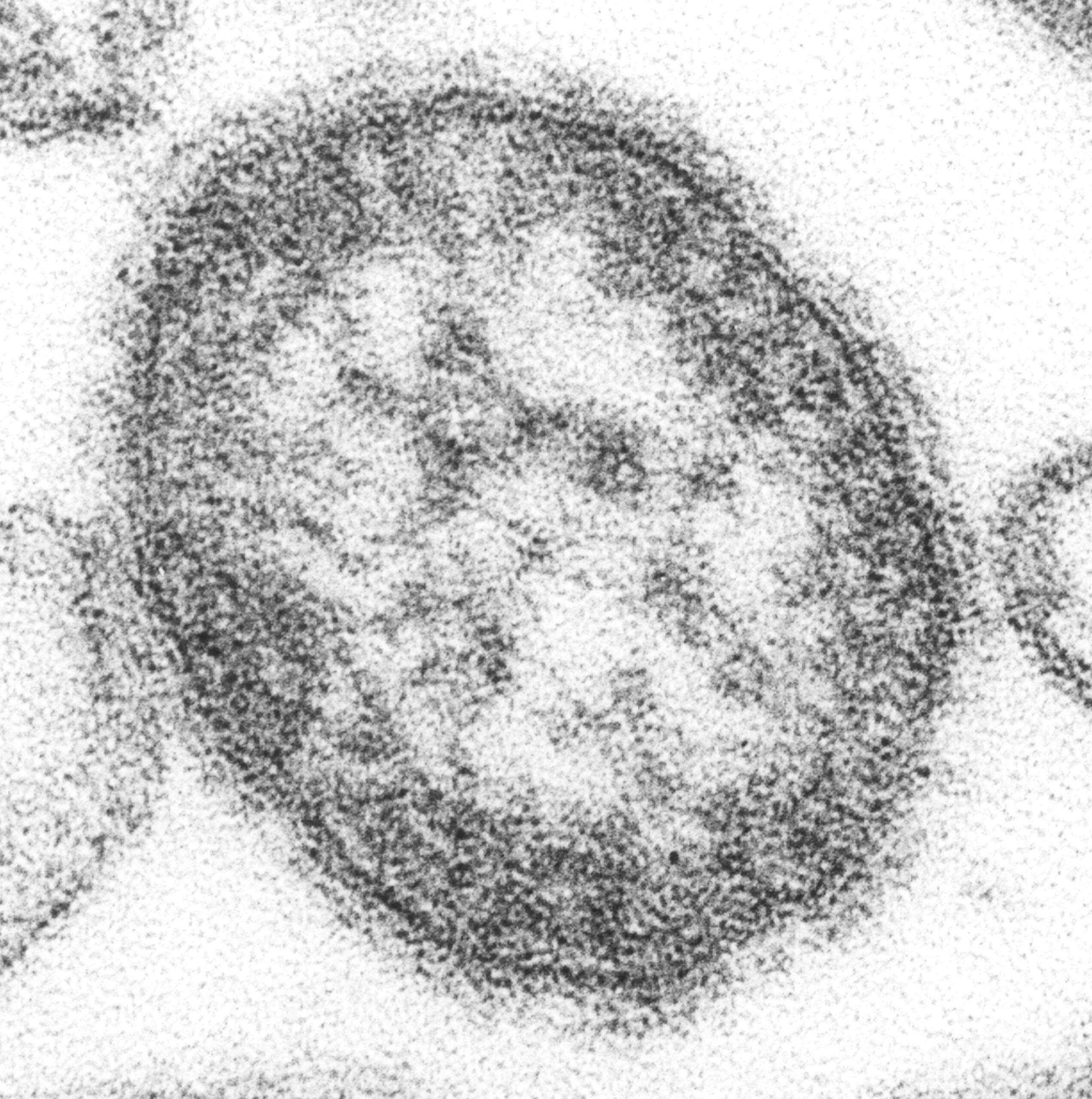 A Matter Of Health The Promise Of Vaccination Baylor College Of Medicine Blog Network