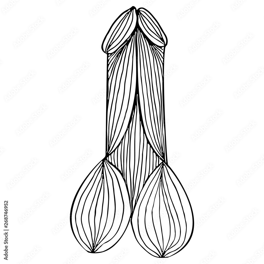 Abstract Hand Drawn Penis Icon Isolated On White Background Human 