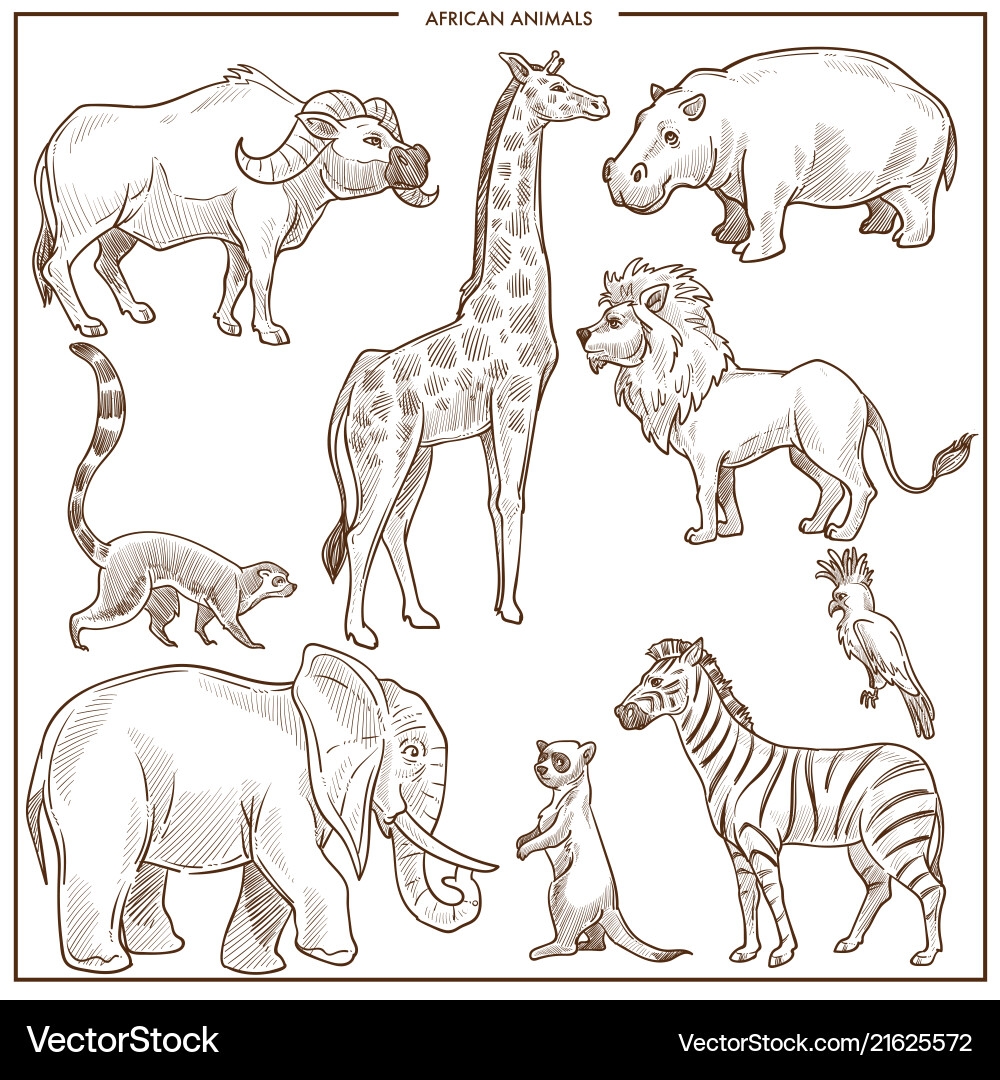 African Animals Sketch Collection Royalty Free Vector Image