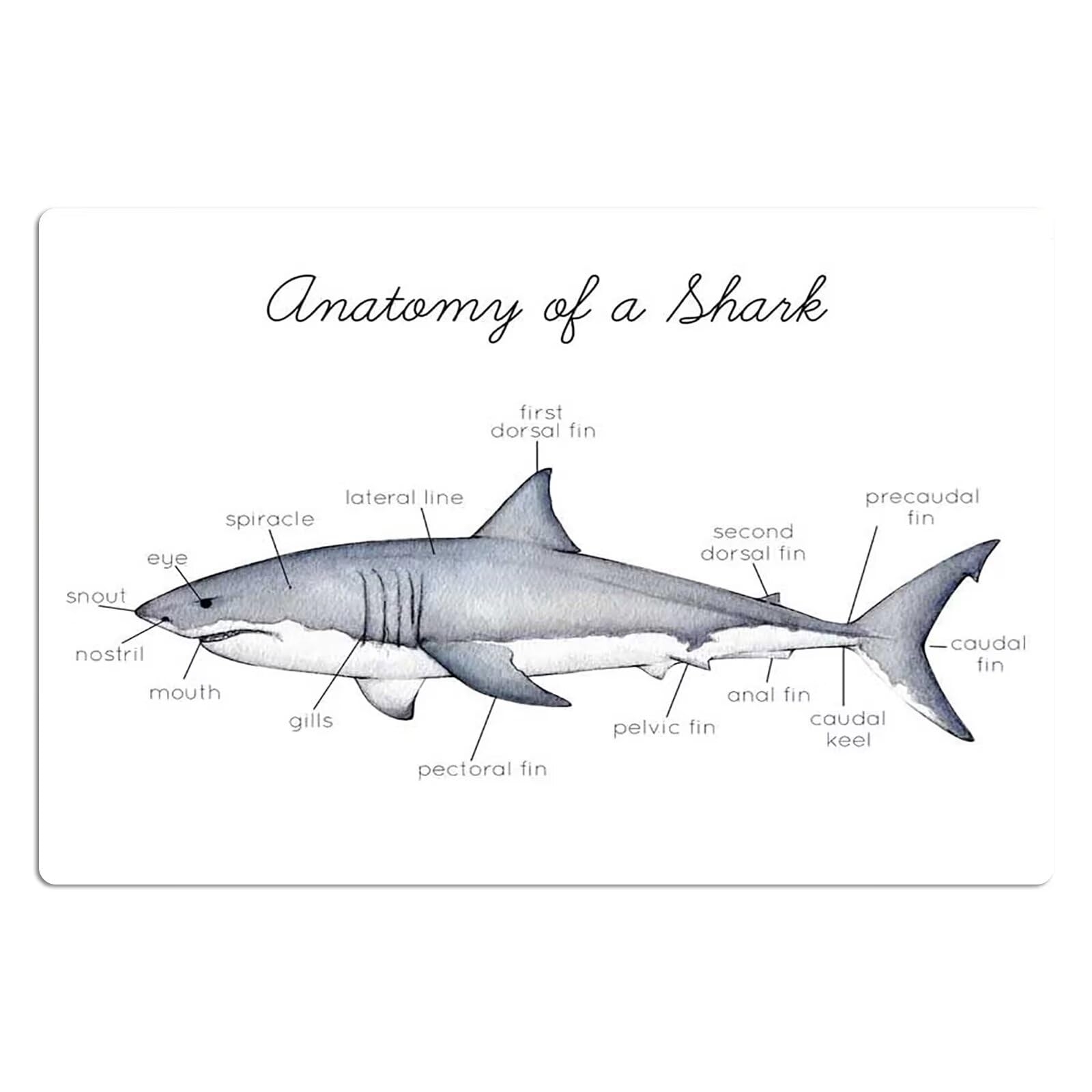 Amazon JIUFOTK Anatomy Of A Shark Metal Tin Signs Shark Knowledge Printing Posters Shark Science Infographic Plaques Office Room Club Wall Decor 