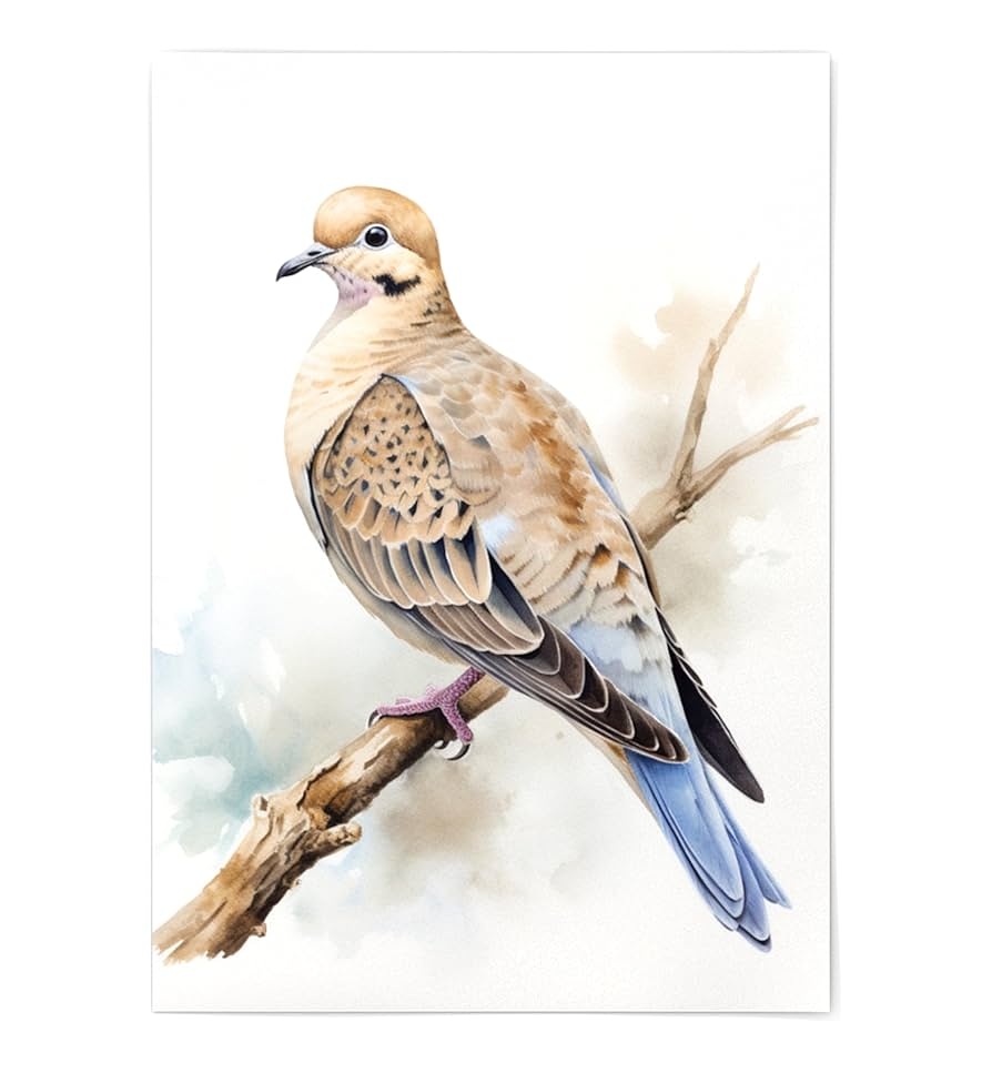 Amazon Mourning Dove Bird Wall Art Print Mourning Dove Bird Poster Unframed Watercolor Mourning Dove Bird Print Mourning Dove Wall Art Bird Artwork Illustration 11x14 Home U0026 Kitchen
