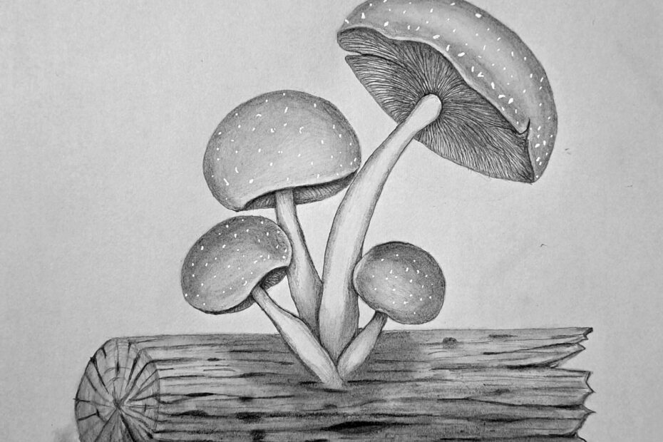 An Easy Guide On How To Draw Mushrooms Muus Art