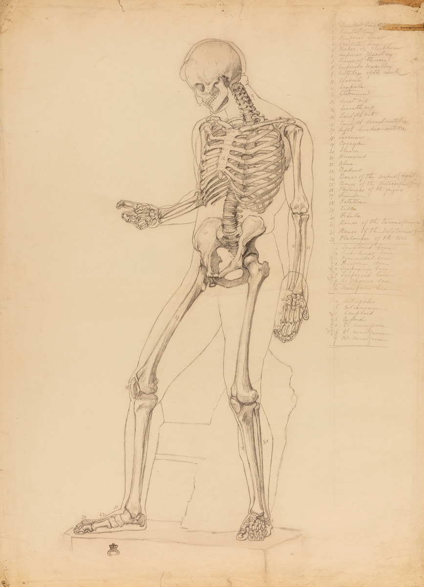 skeleton drawings