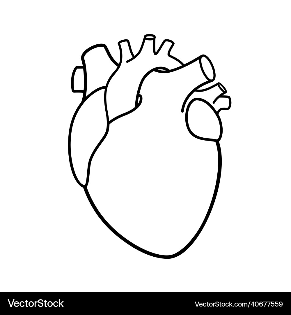 Anatomical Heart Outline Vector Images over 920 
