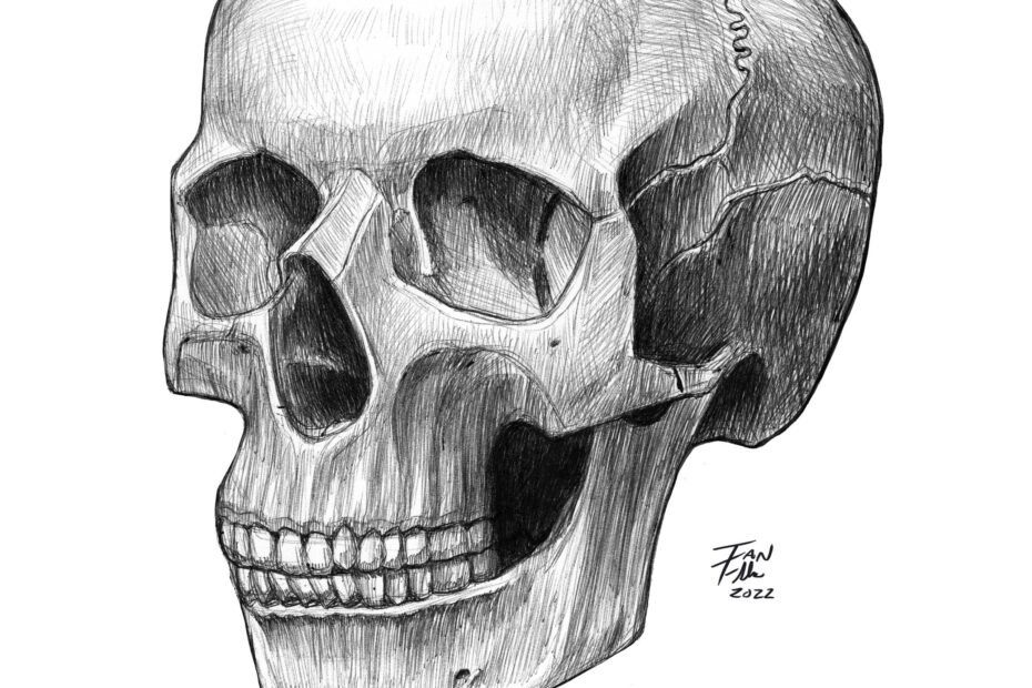 Anatomical Skull Drawing Anatomy Medical Medical Illustration Pen And Ink Human