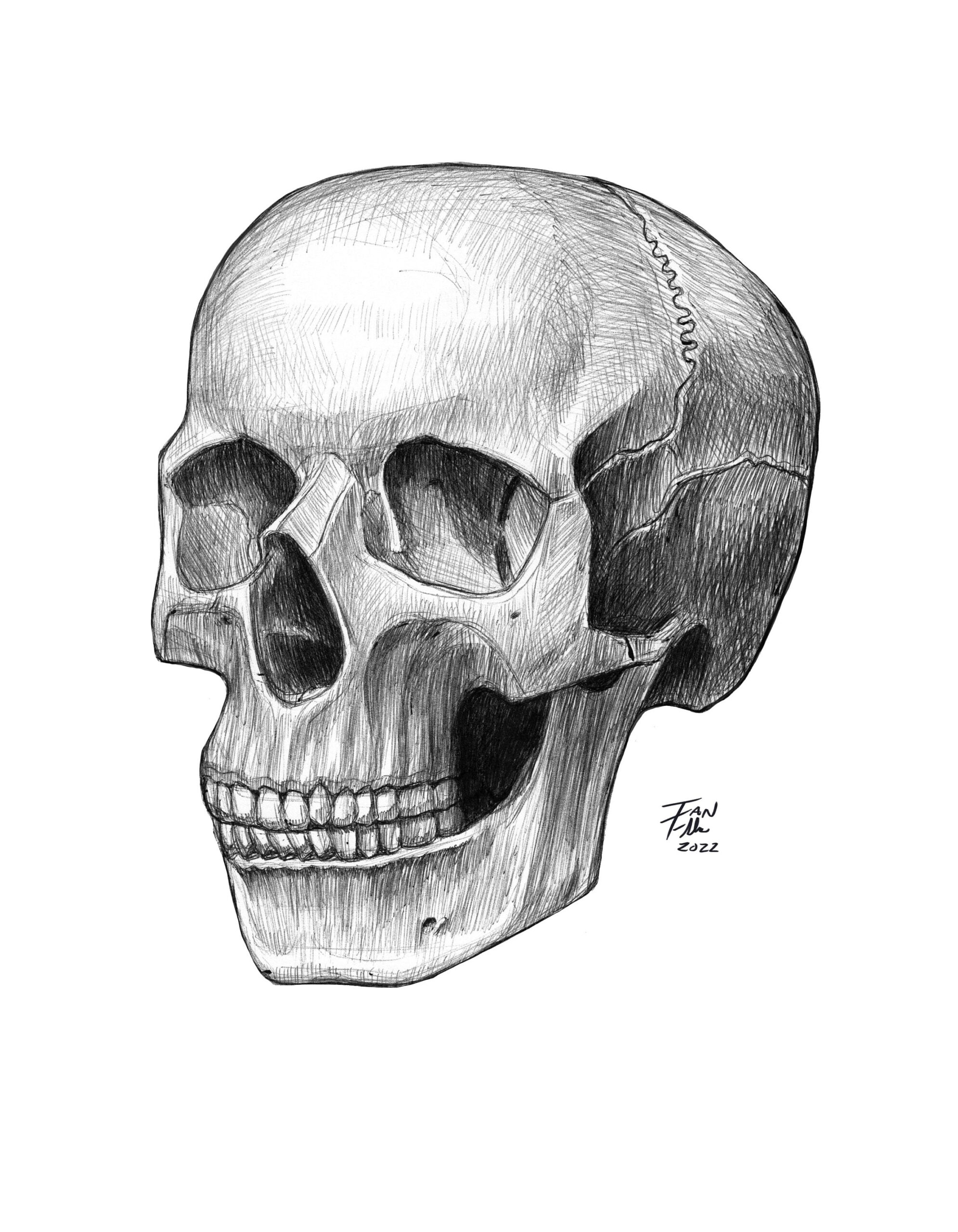 Anatomical Skull Drawing Anatomy Medical Medical Illustration Pen And Ink Human