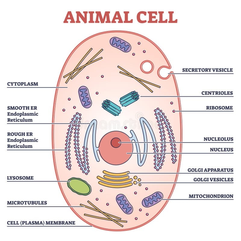 Animal Cell With Labeled Anatomic Structure Parts Diagram Outline Concept Stock Vector Illustration Of Genetic Medical 221540271