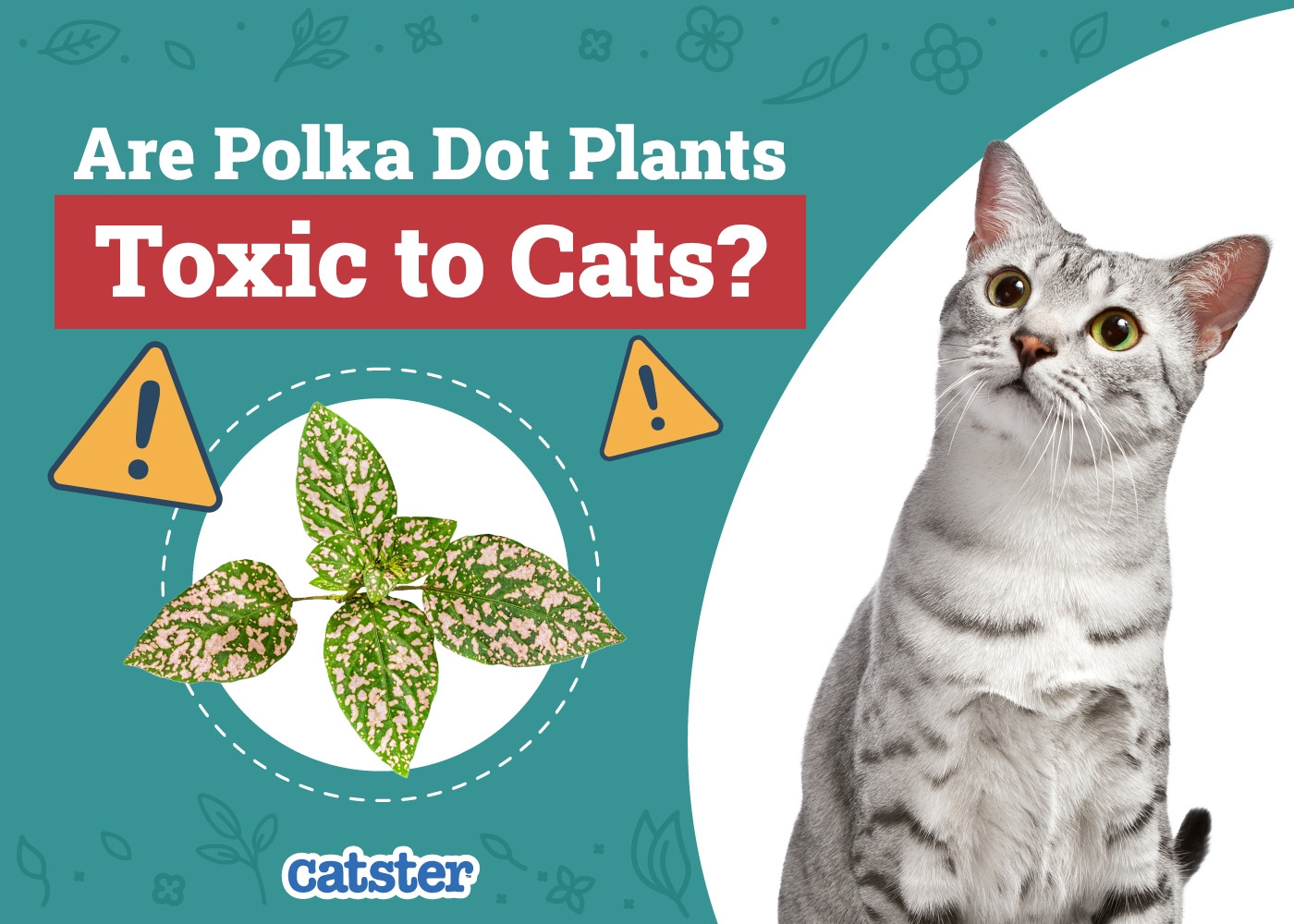 Are Polka Dot Plants Toxic To Cats Vet Reviewed Houseplants Examined Catster