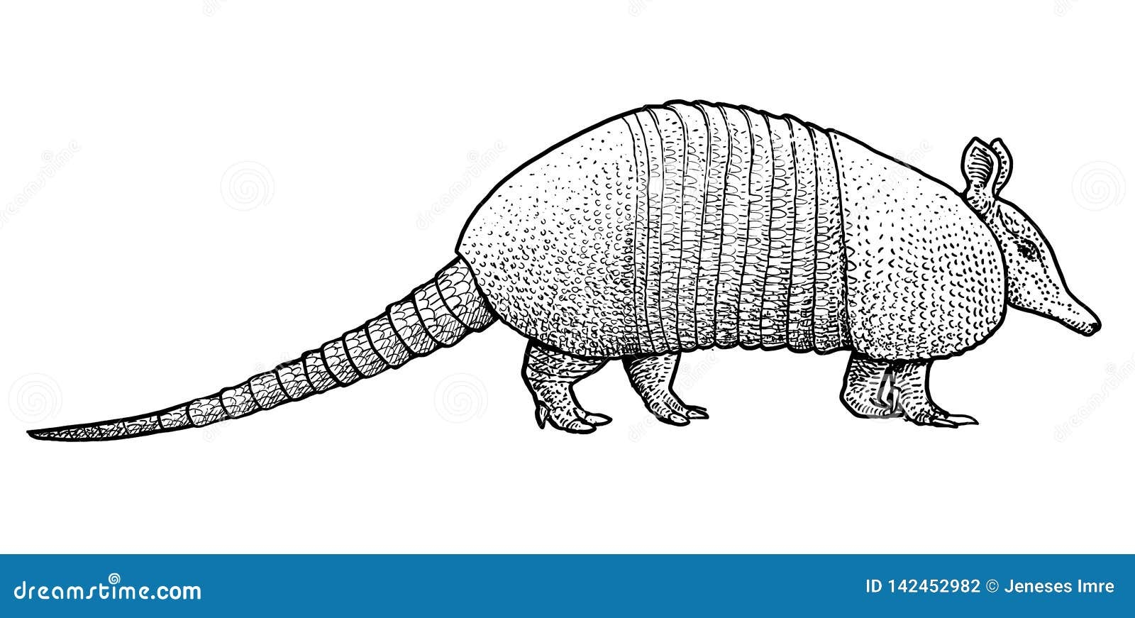 Armadillo Illustration Drawing Engraving Ink Line Art Vector Stock Vector Illustration Of Contour Cute 142452982