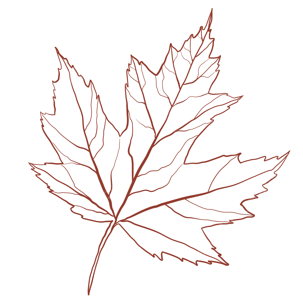 Autumn Maple Leaf PNG Picture Line Art Of Autumn Maple Leaf Leaf Drawing Autumn Drawing Maple Leaf Drawing PNG Image For Free Download