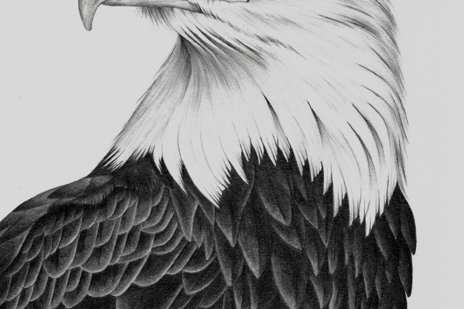 Bald Eagle Drawing PRINT