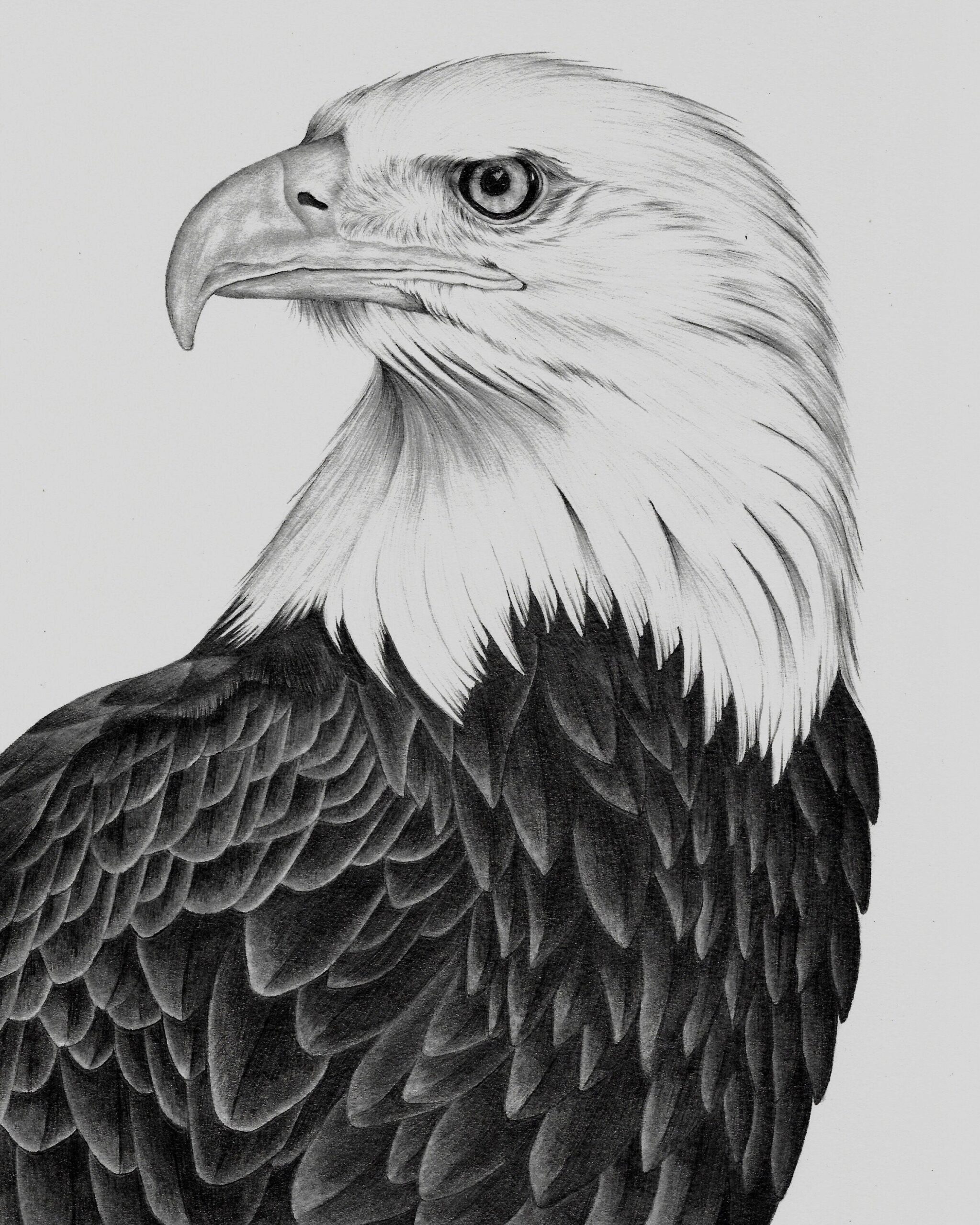 Bald Eagle Drawing PRINT