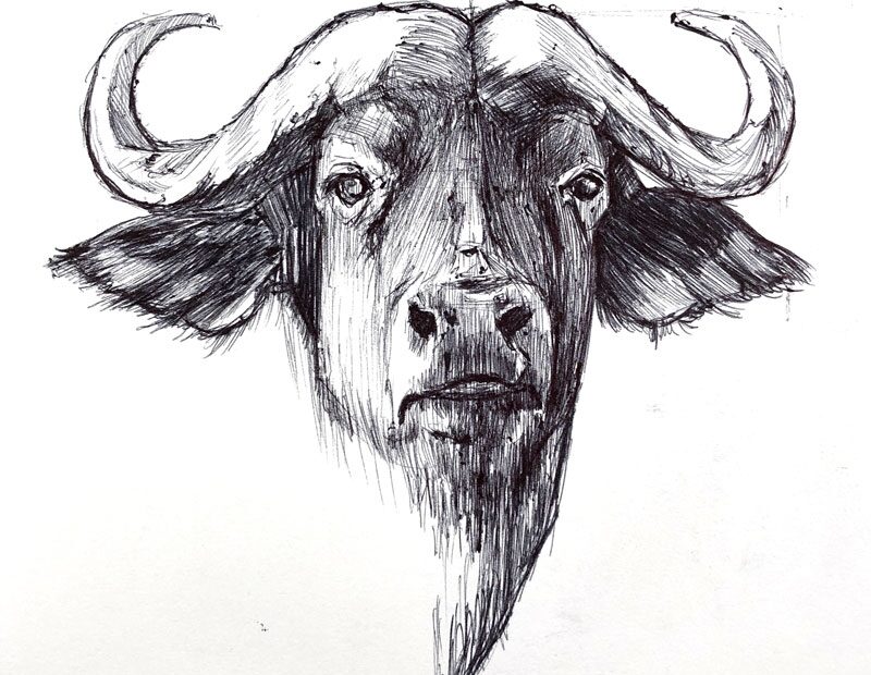 Ball Point Pen Drawing Cape Buffalo