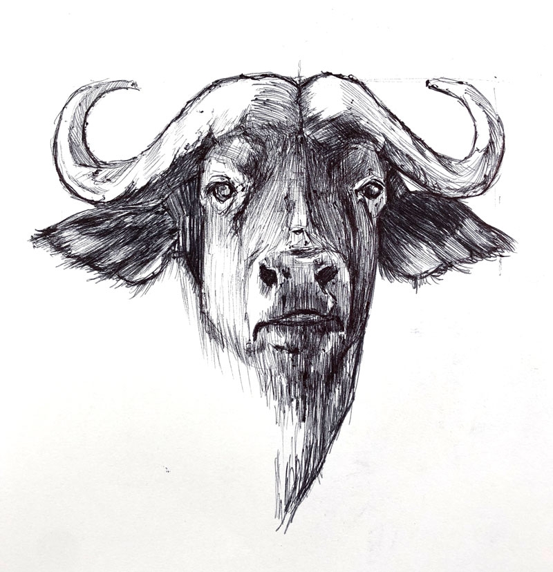 Ball Point Pen Drawing Cape Buffalo