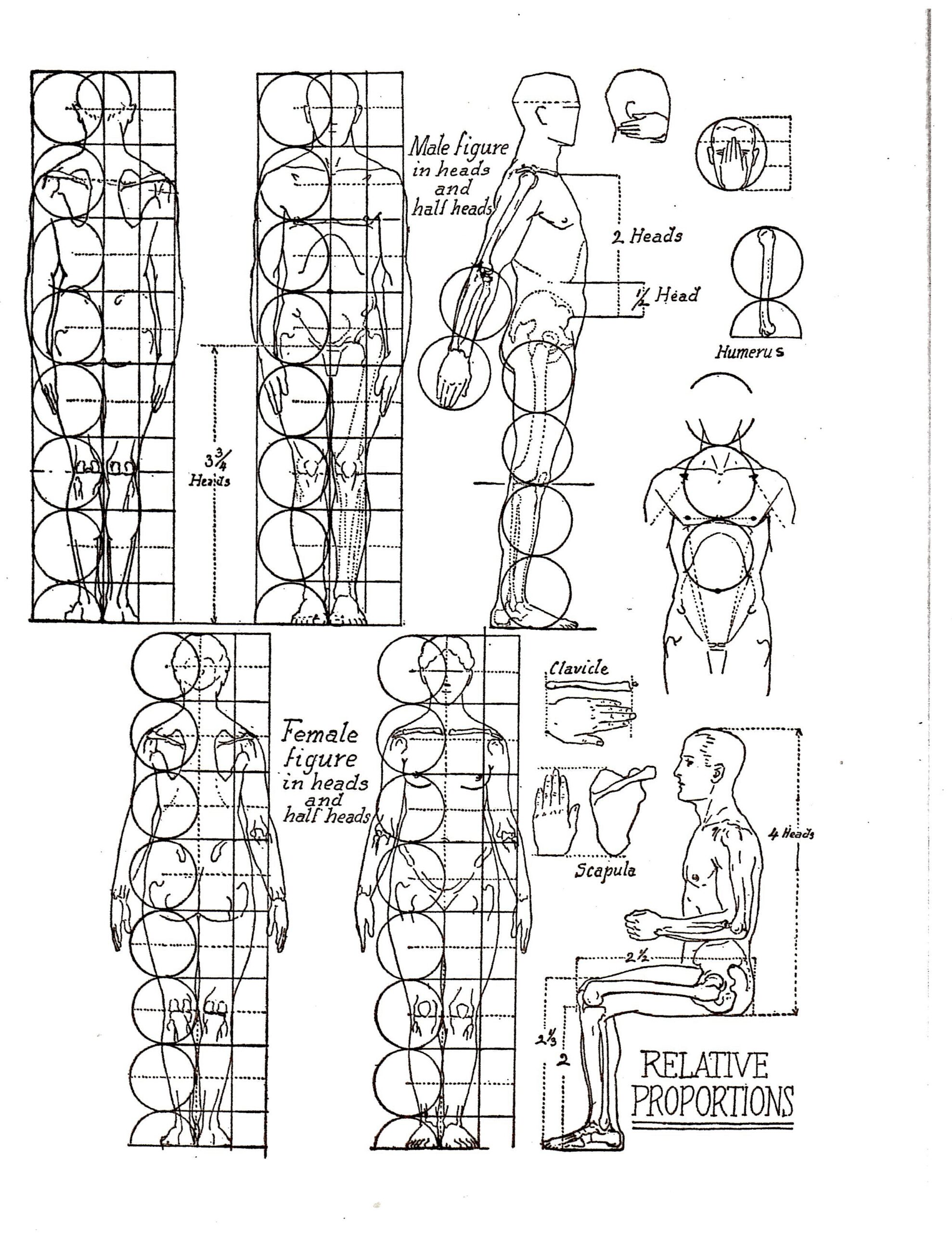 draw of human body