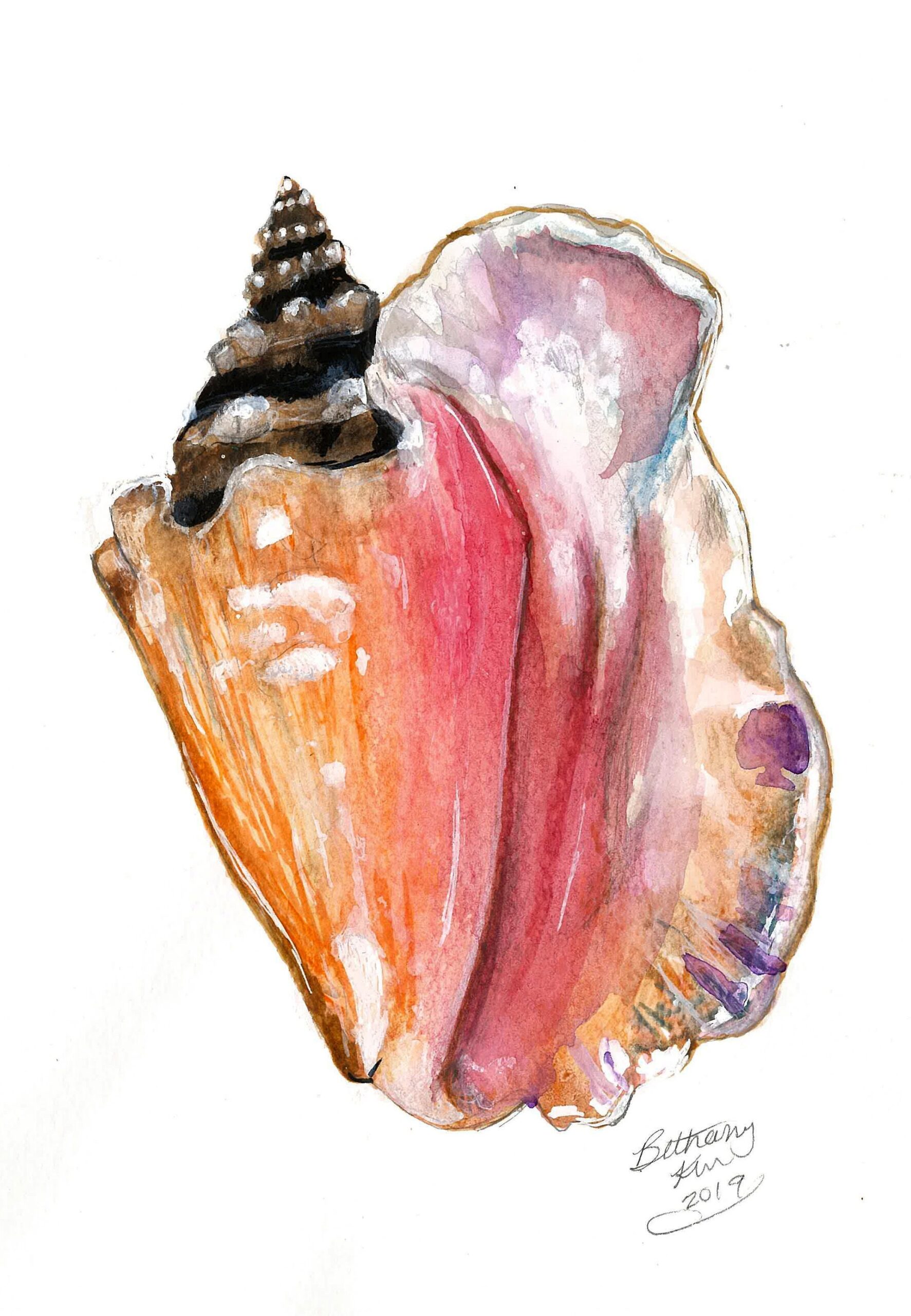Beach Art Watercolor Queen Conch Shell Art Print By Bethany Etsy