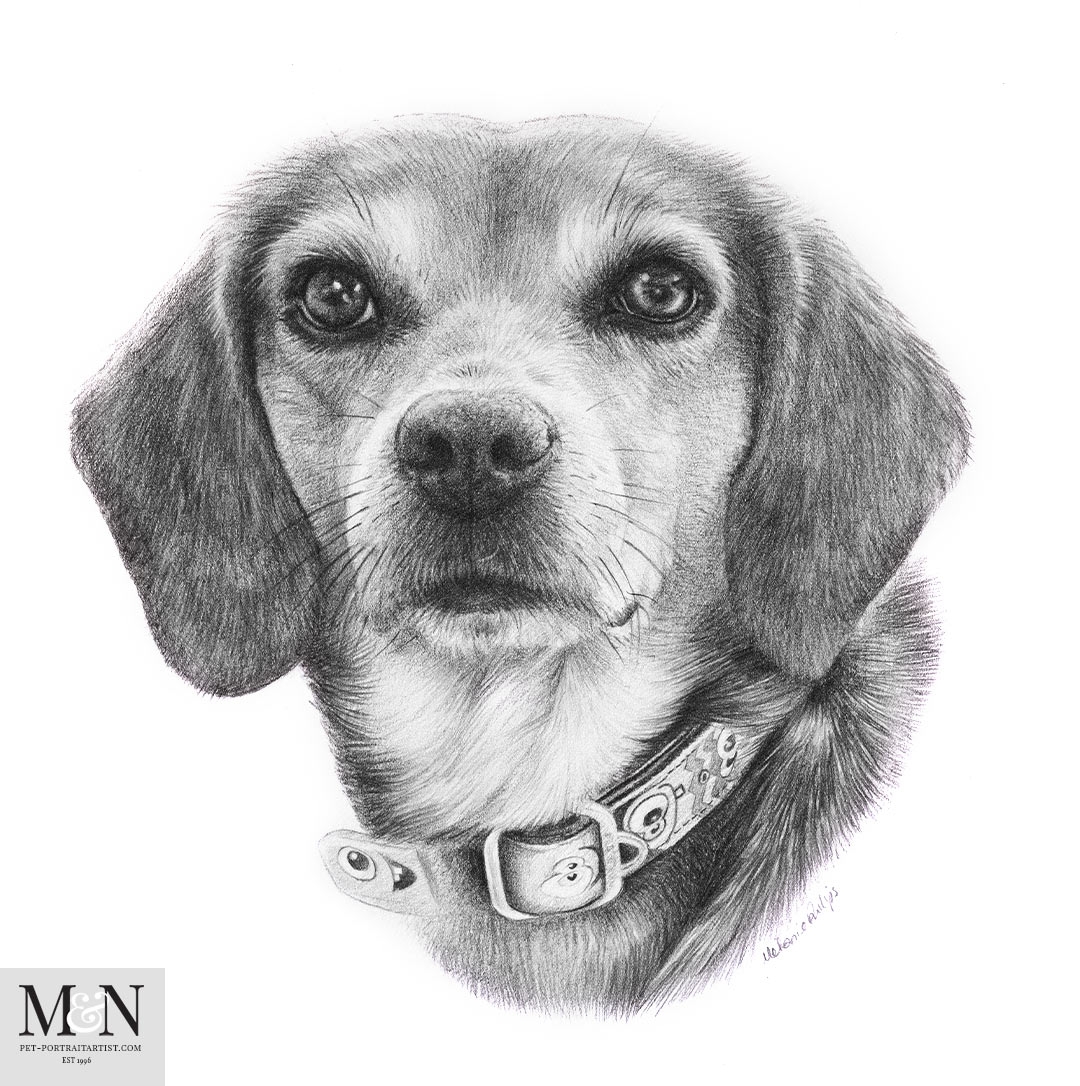 Beagle Pencil Pet Portrait Of Frannie Melanie U0026 Nicholas