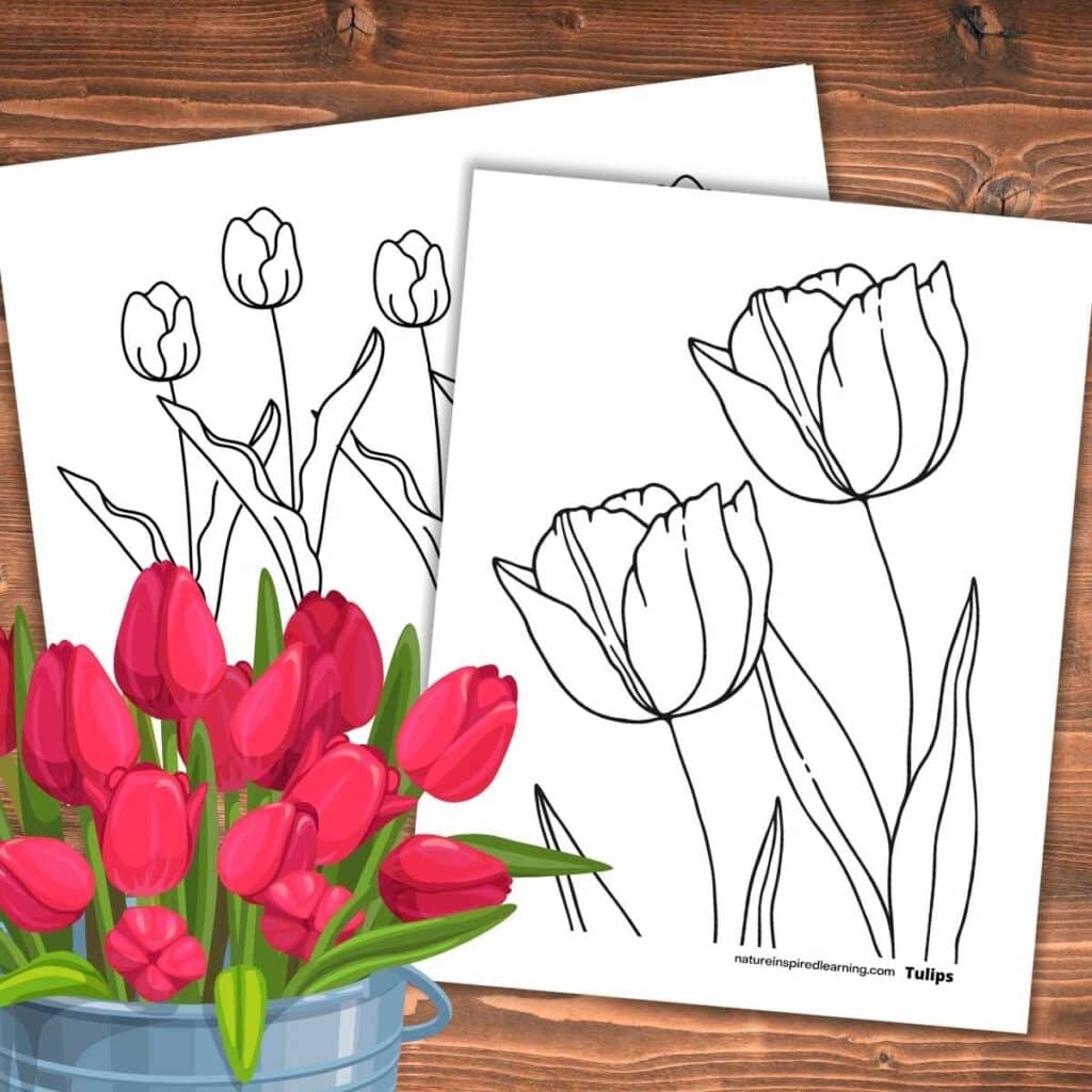 free tulip coloring pages