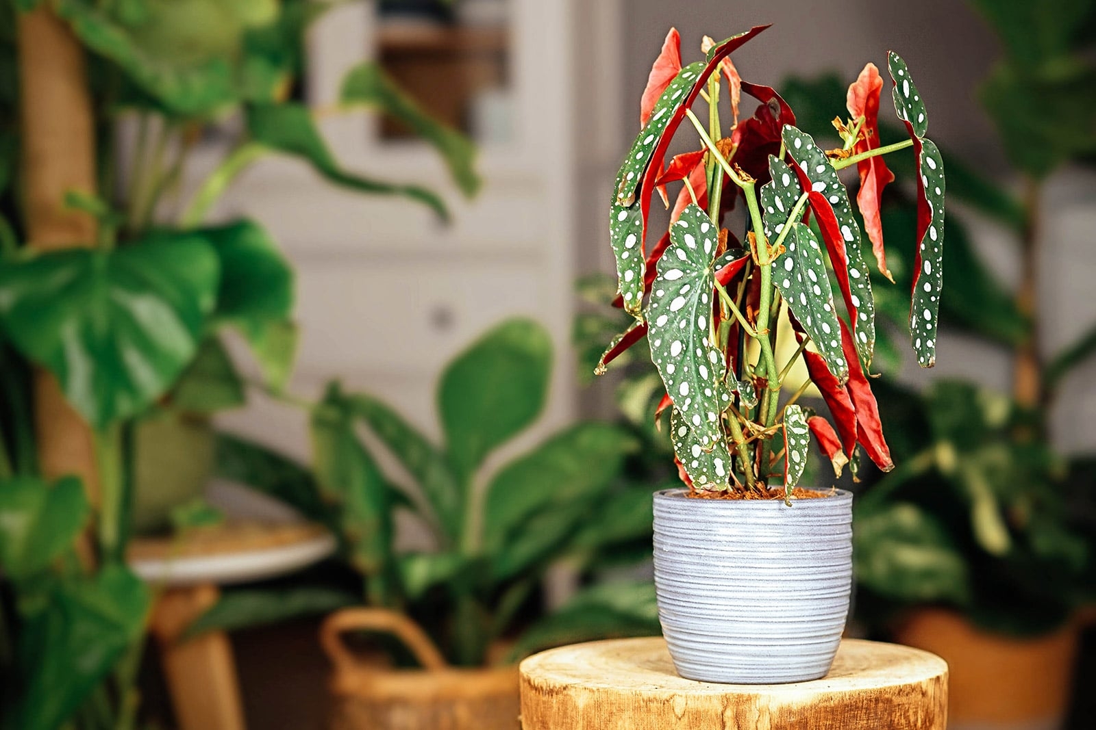 polka dot begonia toxic to cats