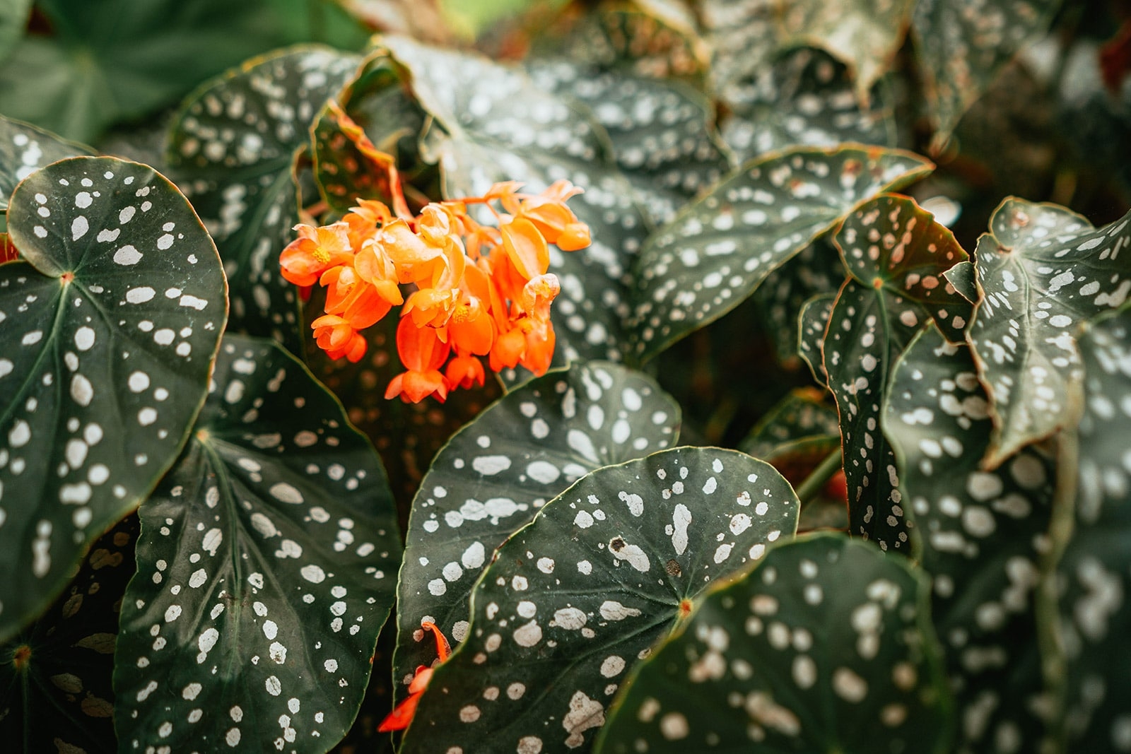 Beginner s Guide To Begonia Maculata How To Grow Gorgeous Polka 