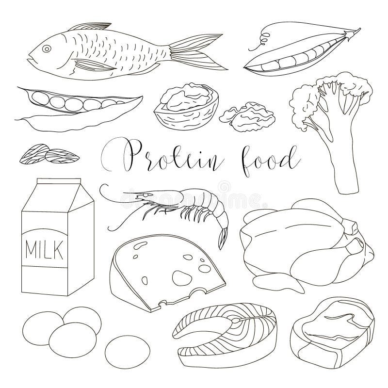Best Protein Food Icons Stock Vector Illustration Of Drawing 