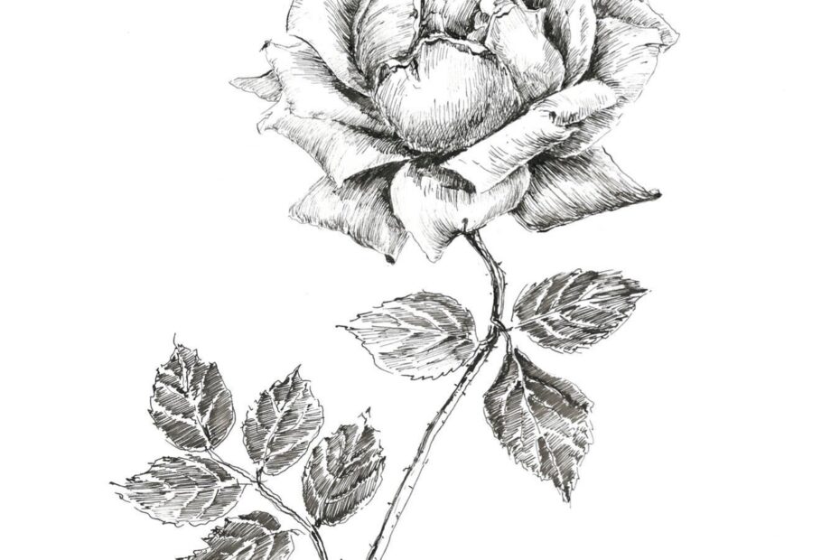 Black And White Rose Drawing Pen And Ink Sketch Flowers Floral Prints Rose Artwork Botanical Art Floral Pictures Rose Illustration