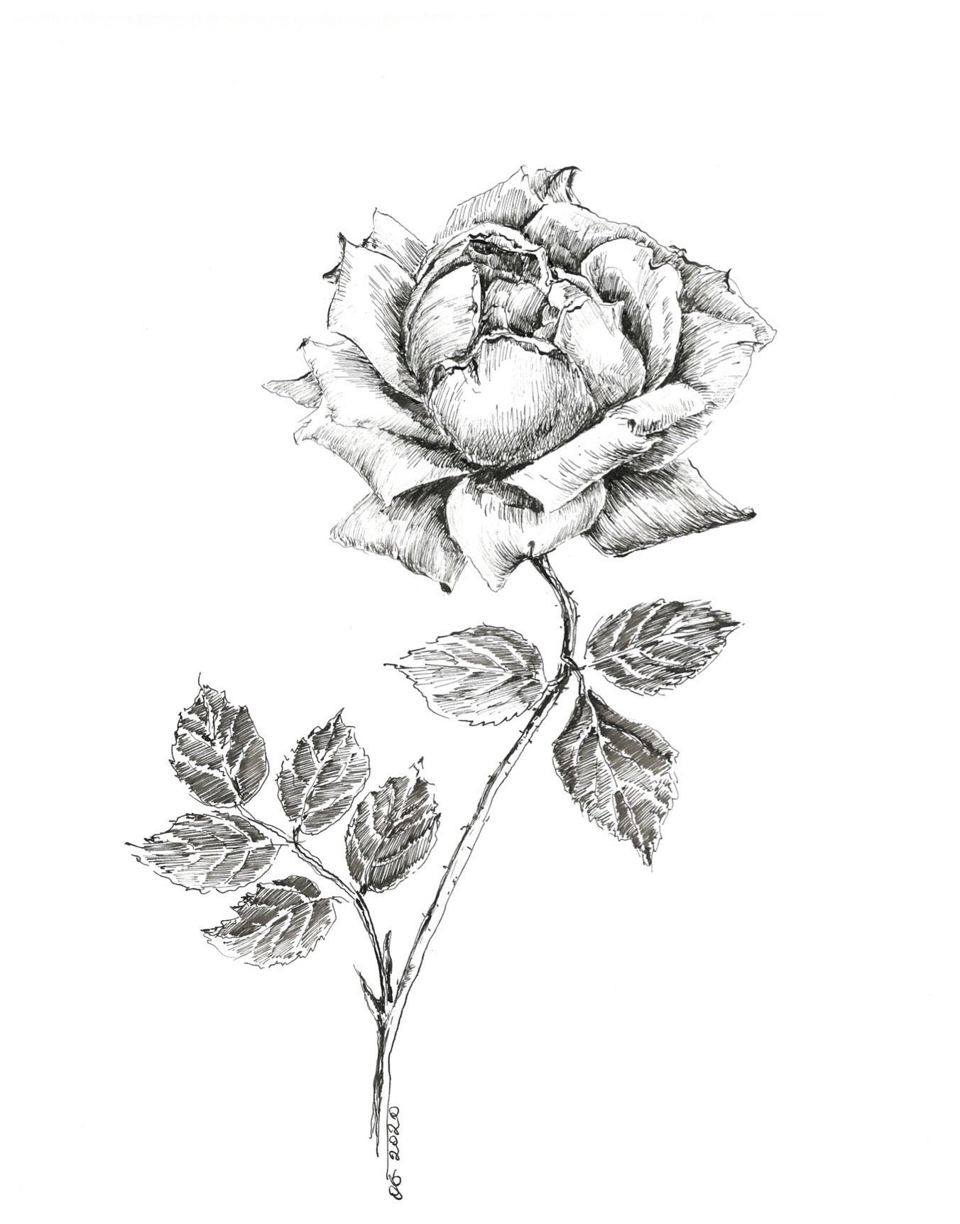 Black And White Rose Drawing Pen And Ink Sketch Flowers Floral Prints Rose Artwork Botanical Art Floral Pictures Rose Illustration