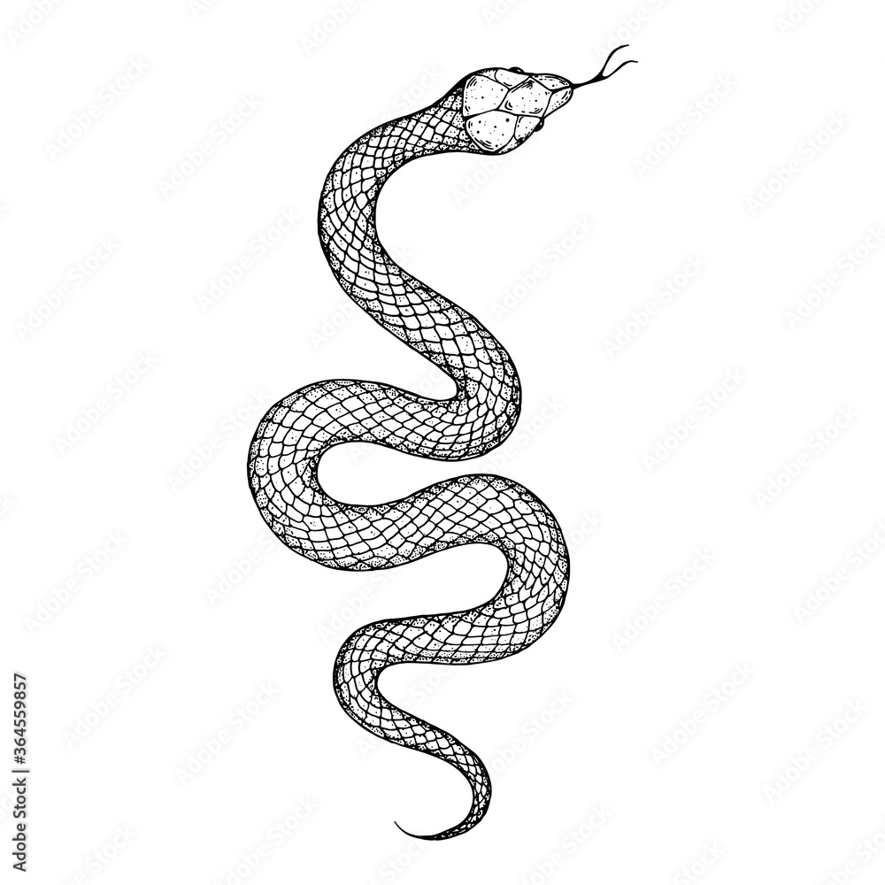 Black Ledgeable White Sketch Snake