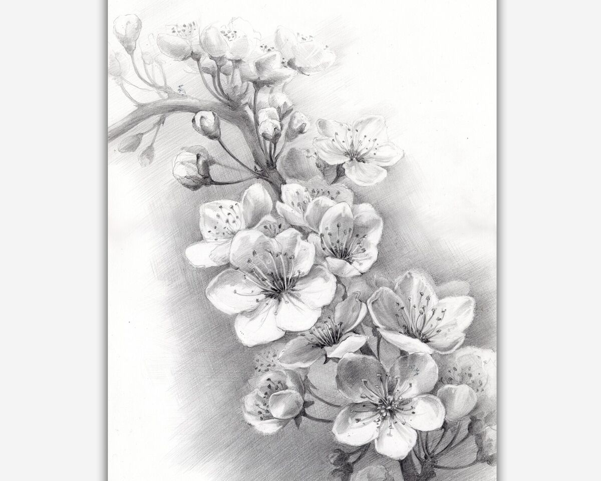 pencil flower drawing