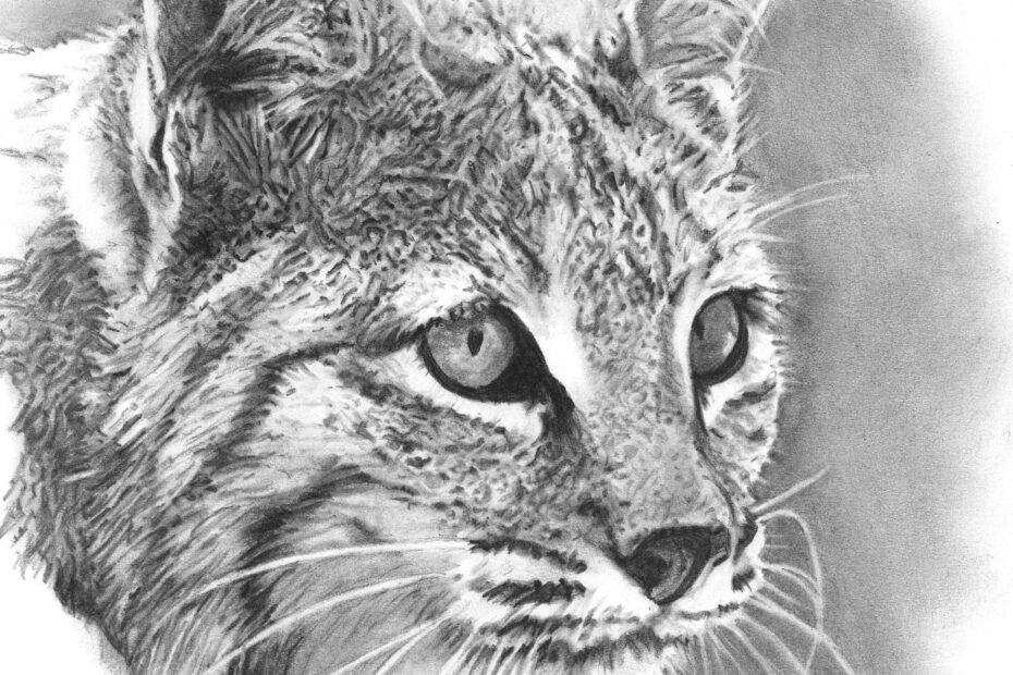 Bobcat Nature Cat Original Artwork Charcoal Drawing Conservation Wildlife Lynx Wildcat