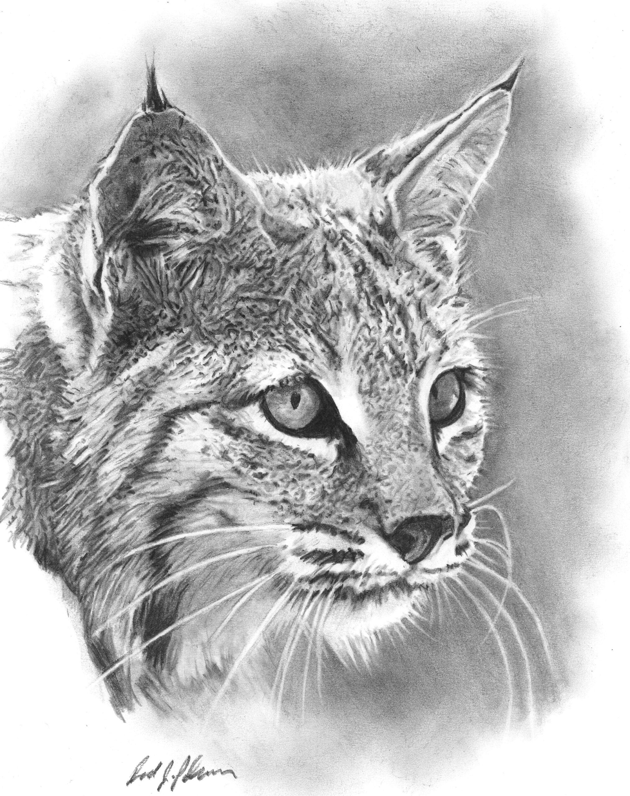 Bobcat Nature Cat Original Artwork Charcoal Drawing Conservation Wildlife Lynx Wildcat