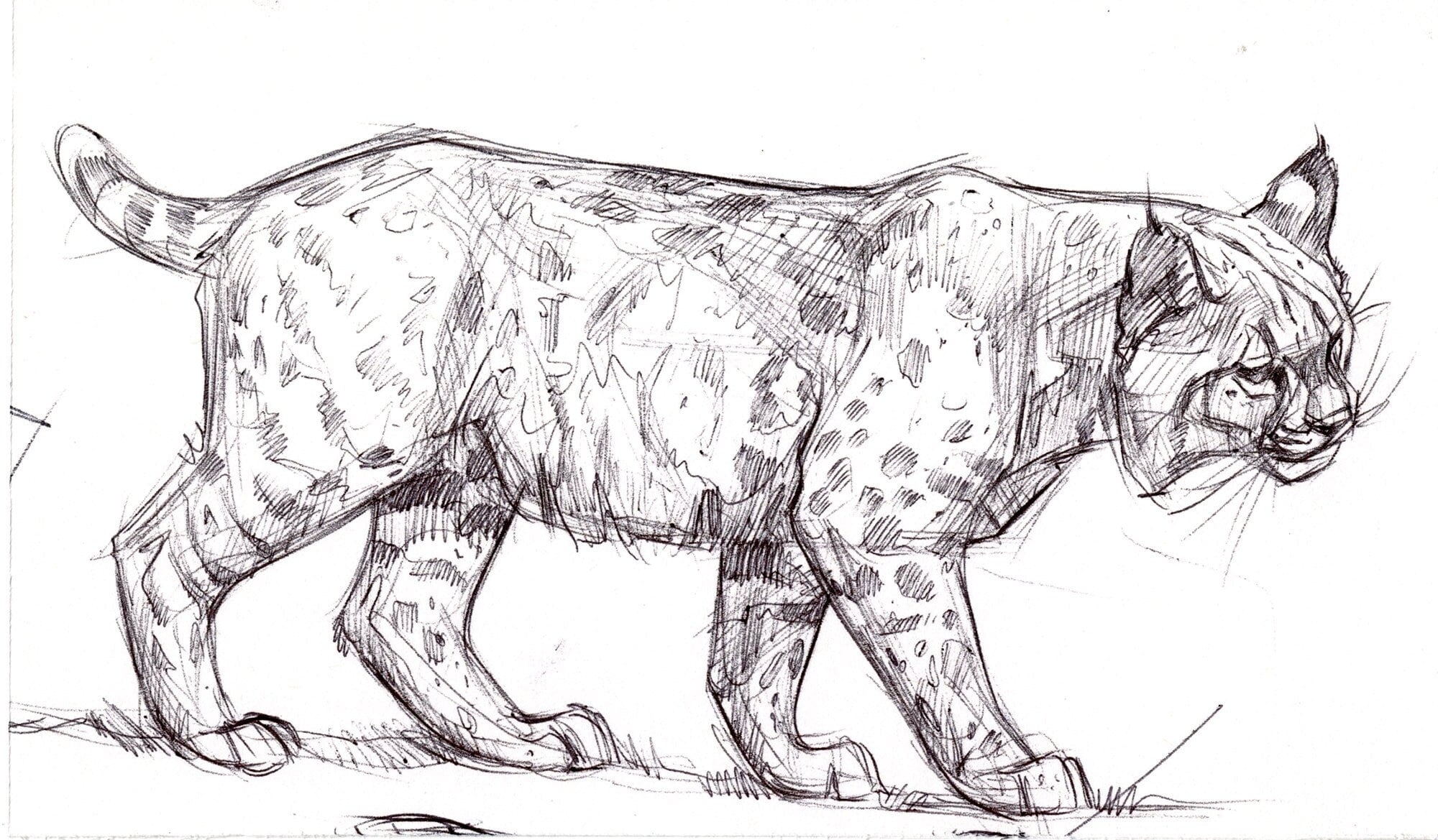 Bobcat Sketch 1 ORIGINAL DRAWING