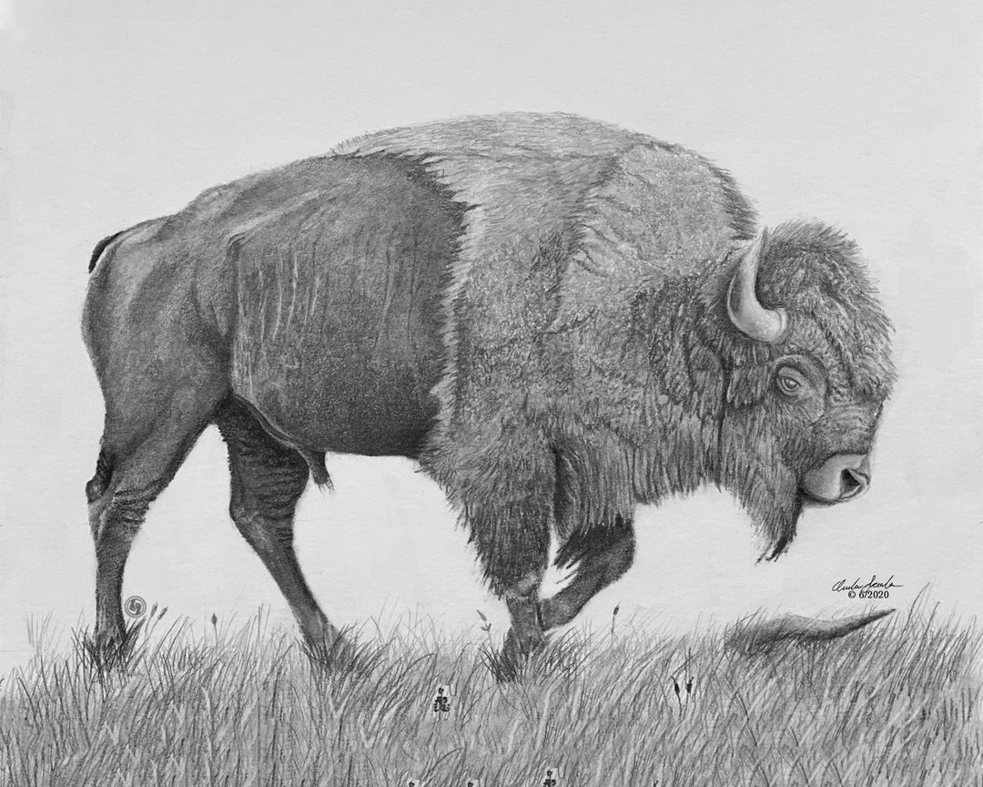 Buffalo Drawing Bison Sketch Buffalo Sketch Bison Drawing Buffalo In A Field Etsy