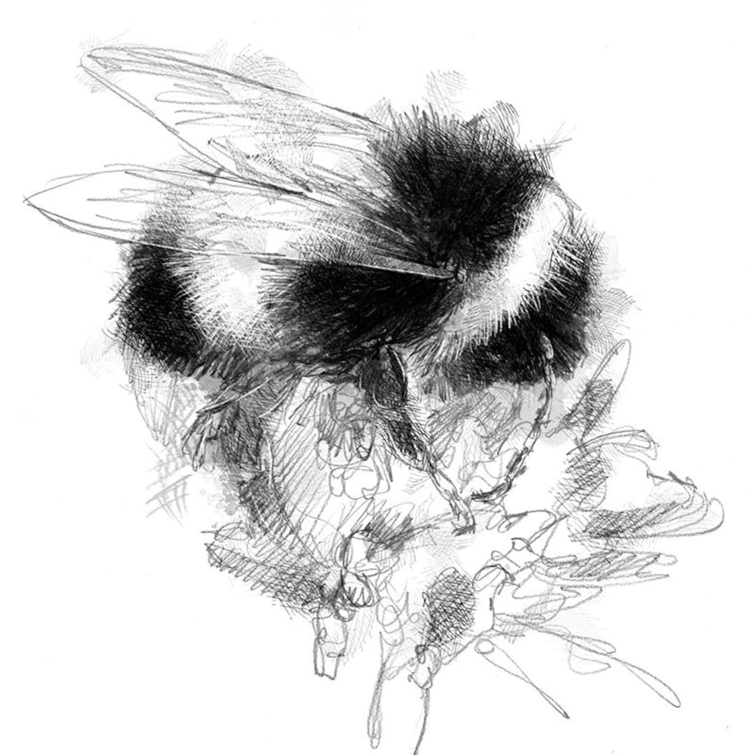 Bumble Bee Sketch Limited Edition Fine Art Print From Original Drawing Free Shipping Etsy