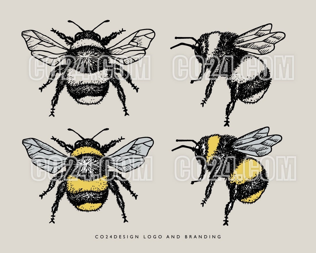 Bumblebee Vintage Style Hand Drawn Illustration Bumble Bee Drawing Zoological Drawing Insect Art eps Svg Jpeg Pdf Png Files 