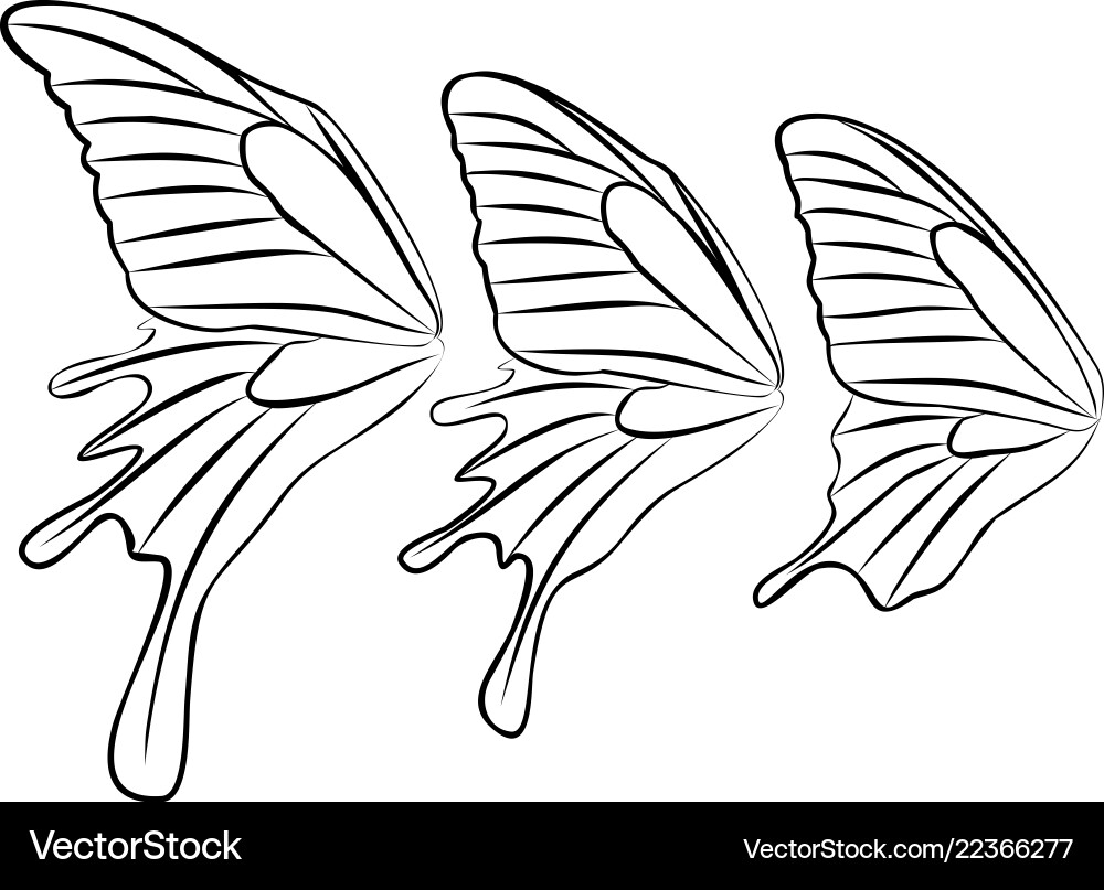 butterfly wings drawing