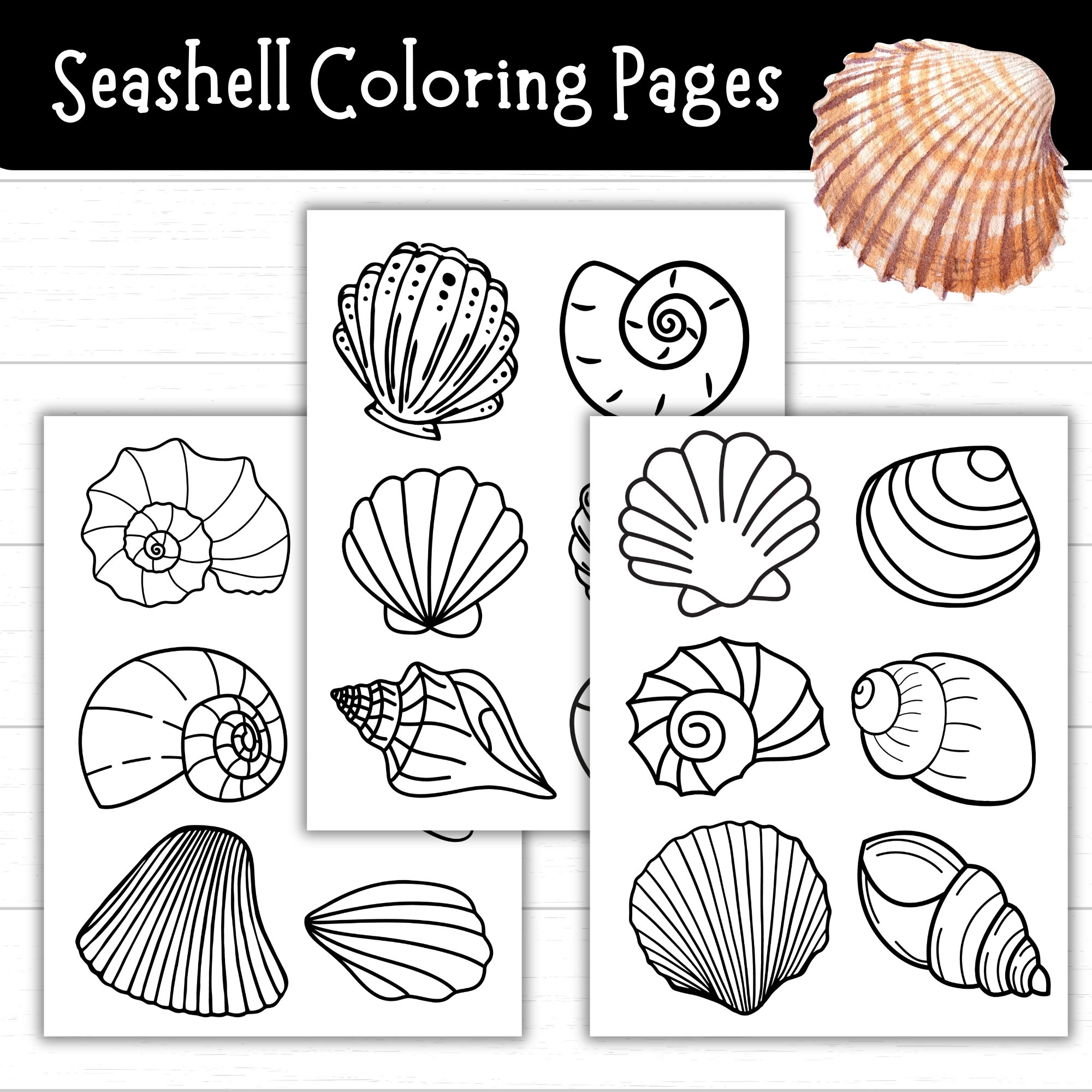 Buy Seashell Coloring Pages Printable Blank Seashell Templates For Crafts Ocean Theme Crafts For Kids Beach Activity Shell Printables PDF Online In India Etsy