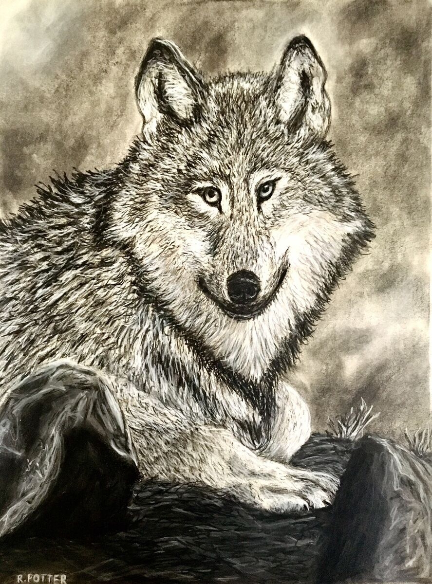 Charcoal Fine Art Wolf Original Animal Drawing By Robbie Potter EBay