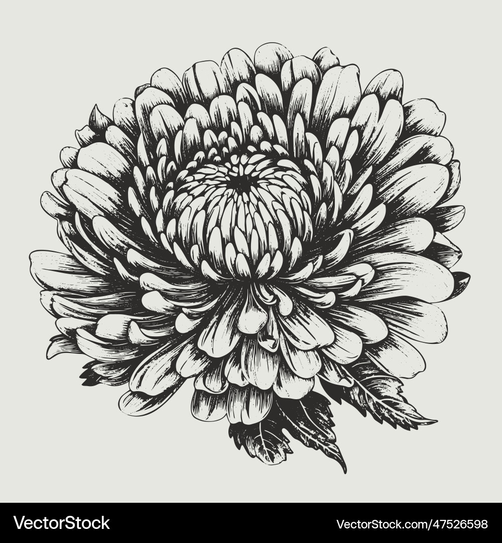 Chrysanthemum Drawing Isolated Hand Drawn Object Vector Image
